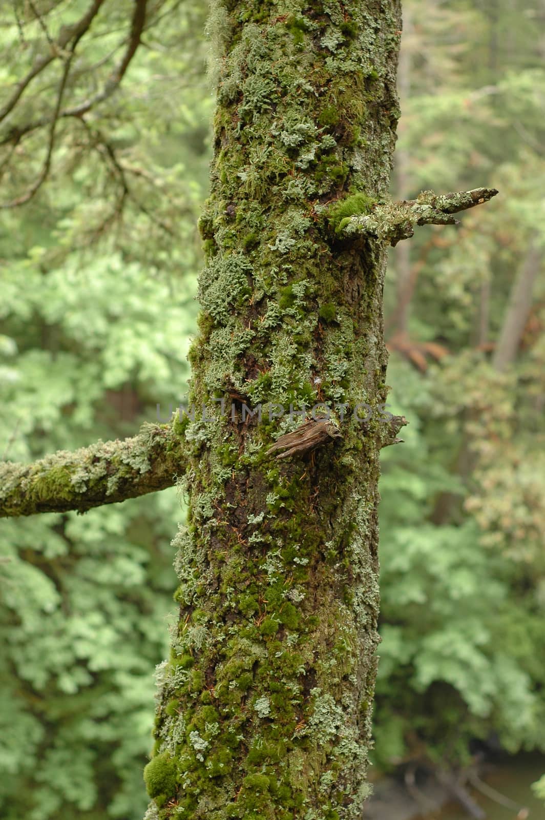 old mossy tree by eyeofpaul