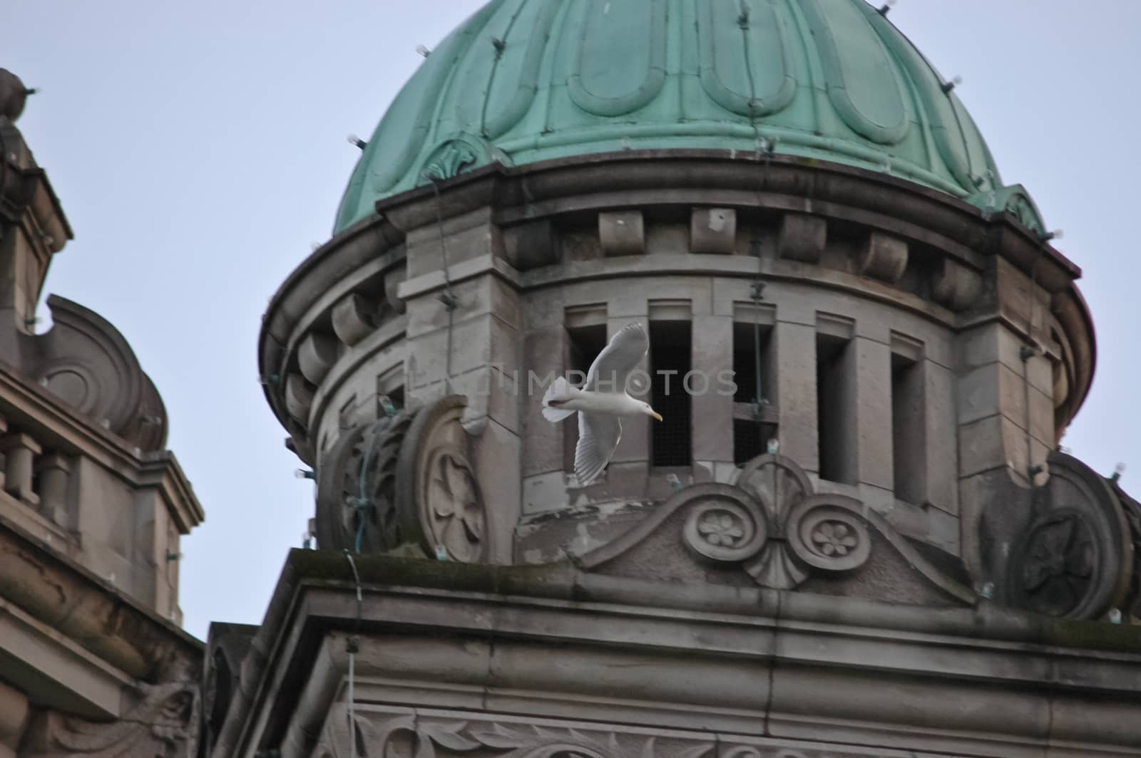 a bird flies over old building by eyeofpaul