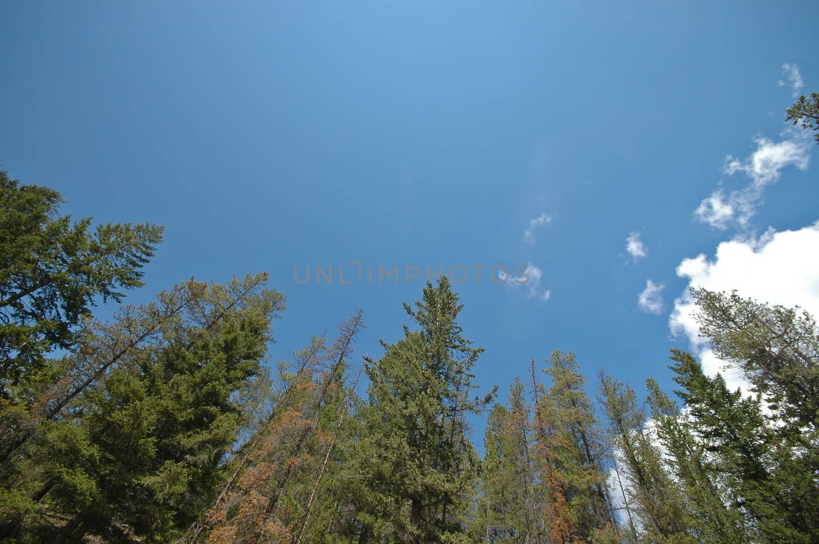 Forest and bright sky