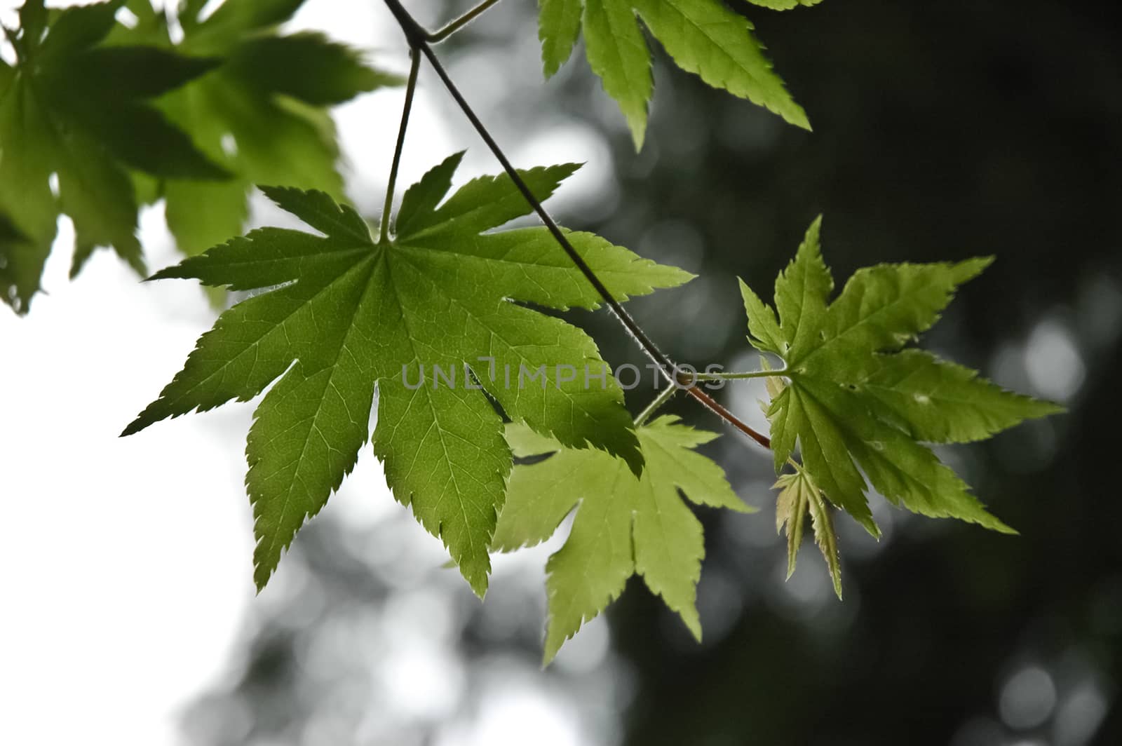 Green maple leaf in Japan during early Spring