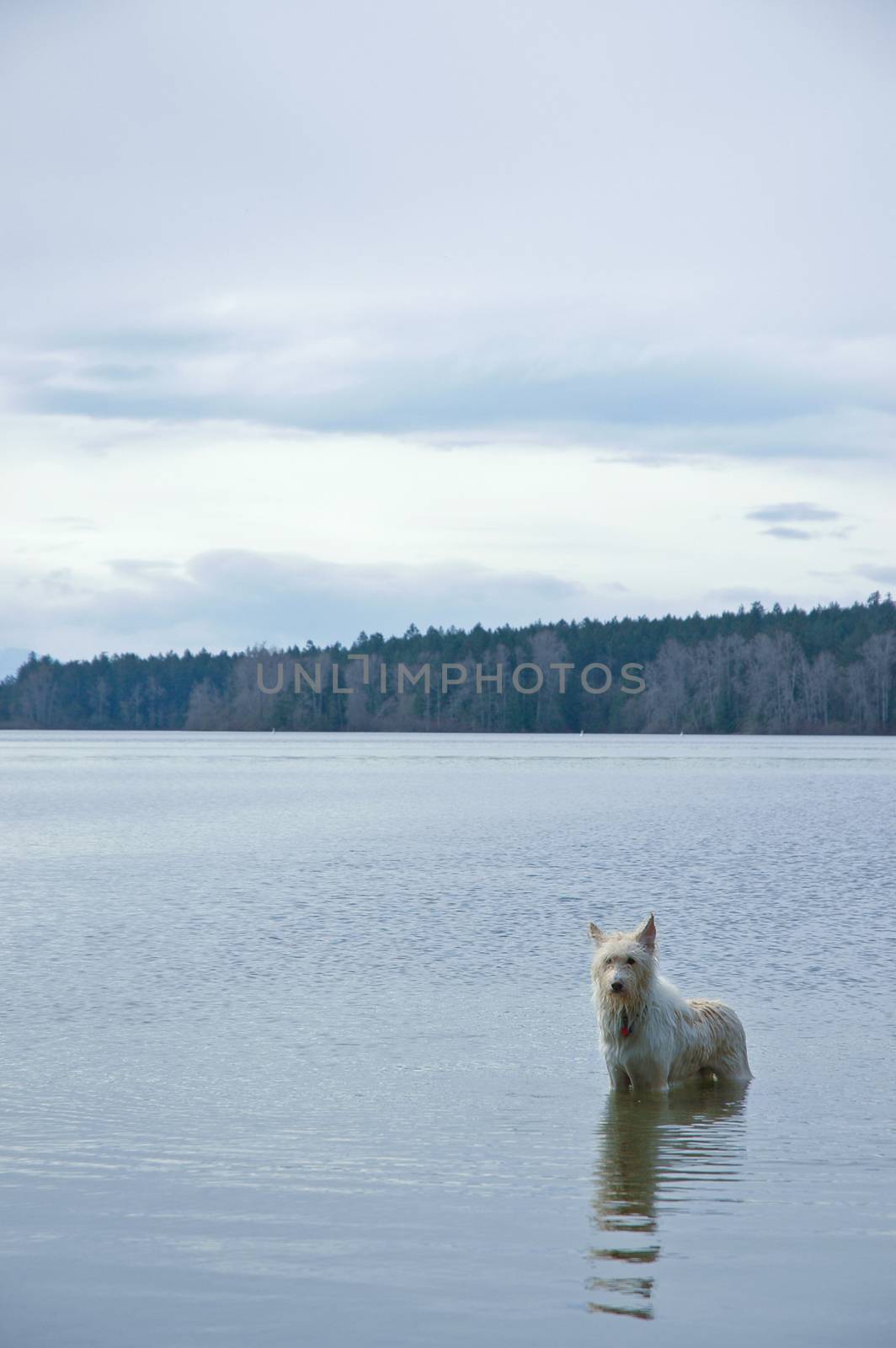 dog in a pond