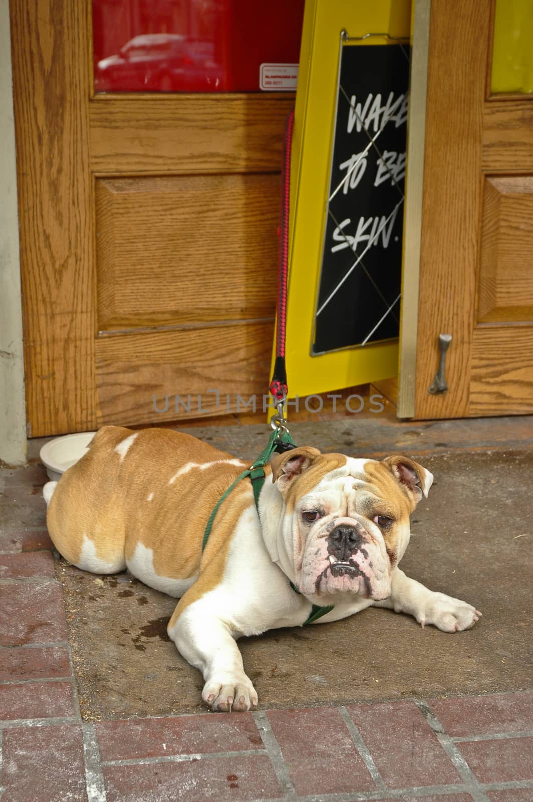 brown English bulldog sit