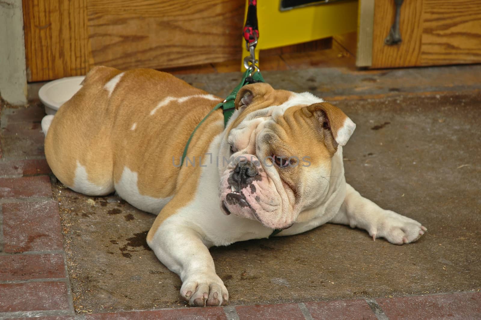 brown English bulldog turns face right