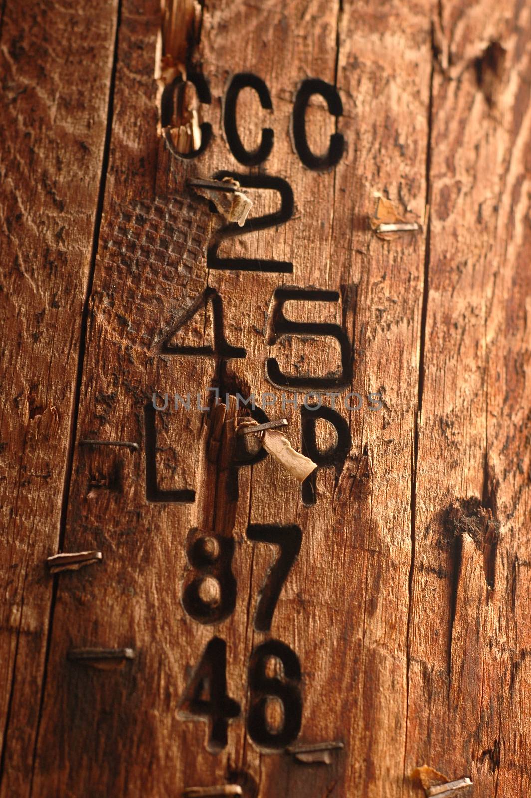 number carved on a trunk by eyeofpaul