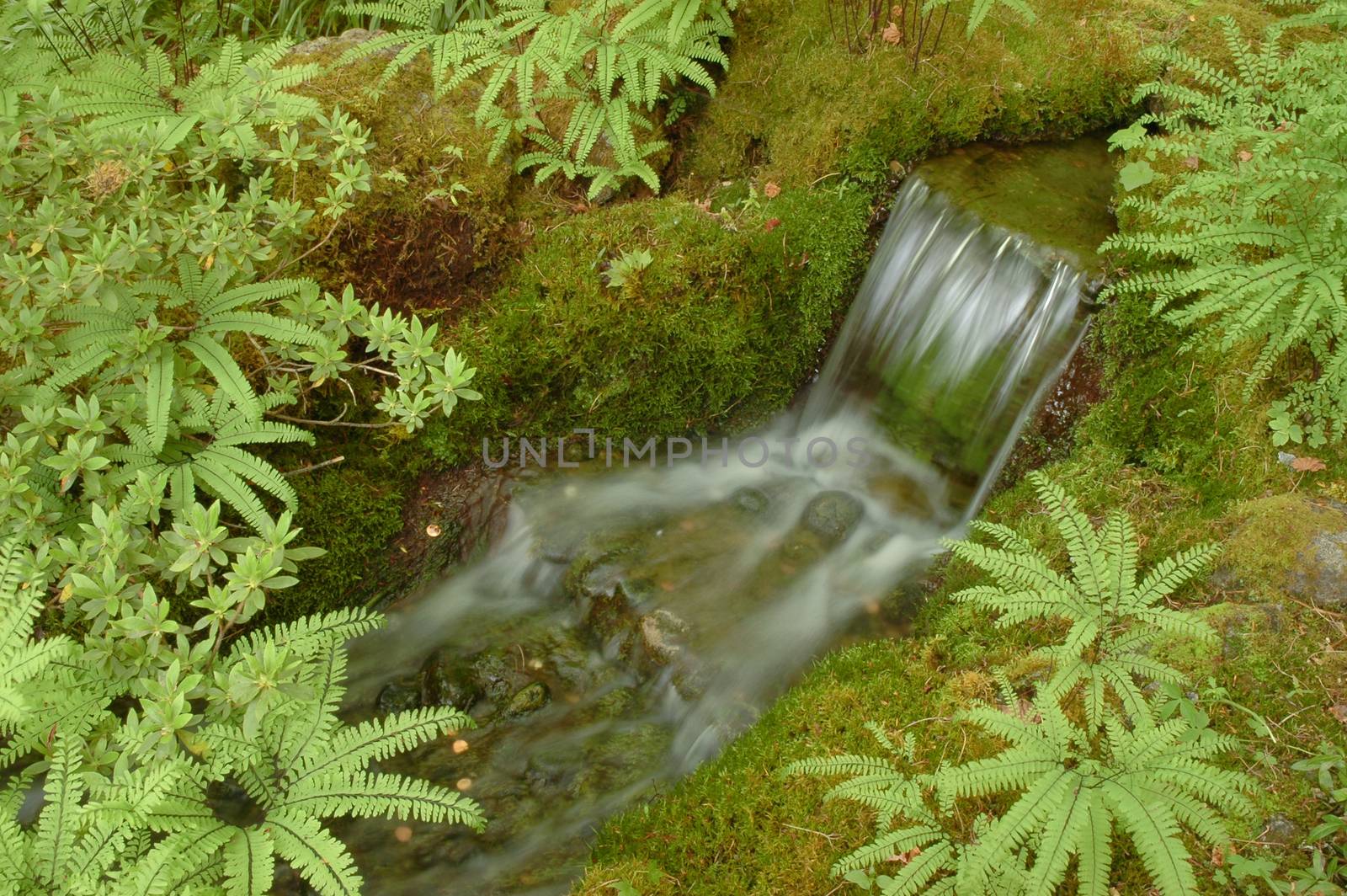 Small waterfall in deep forest in Japan by eyeofpaul