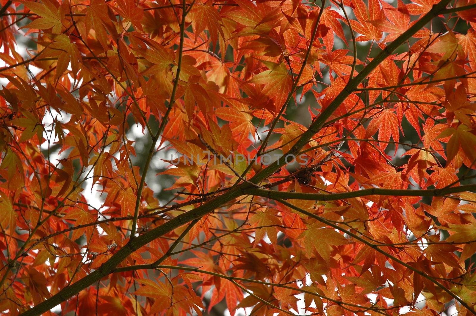 red maple leaves in Japan by eyeofpaul