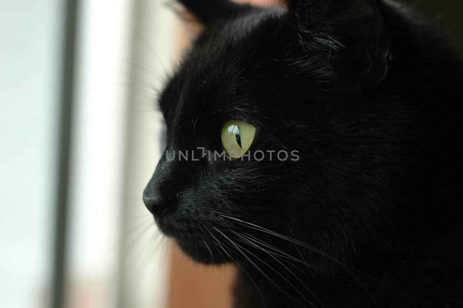 black cat face starring outside by eyeofpaul