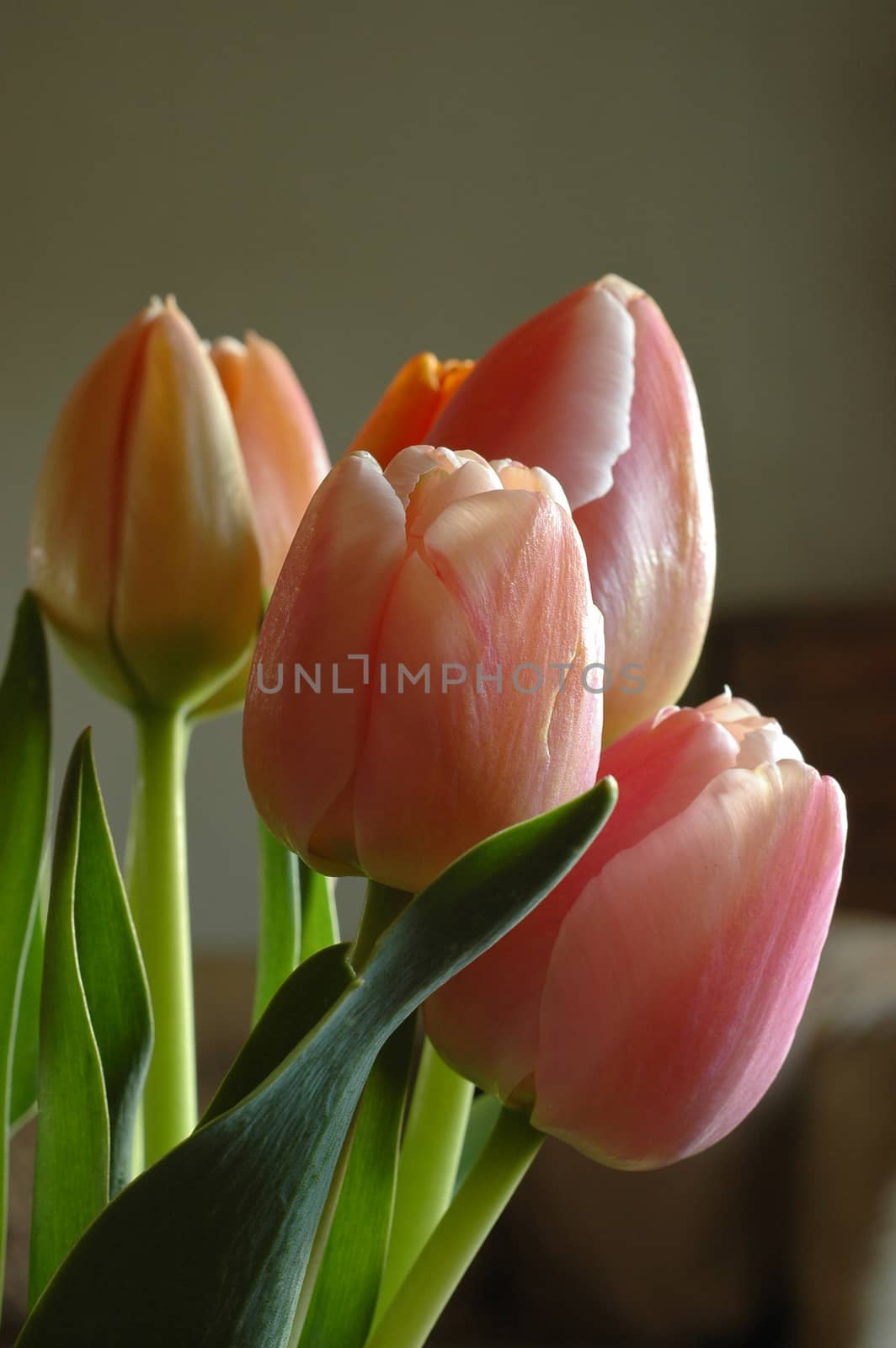 a bunch of pink tulips