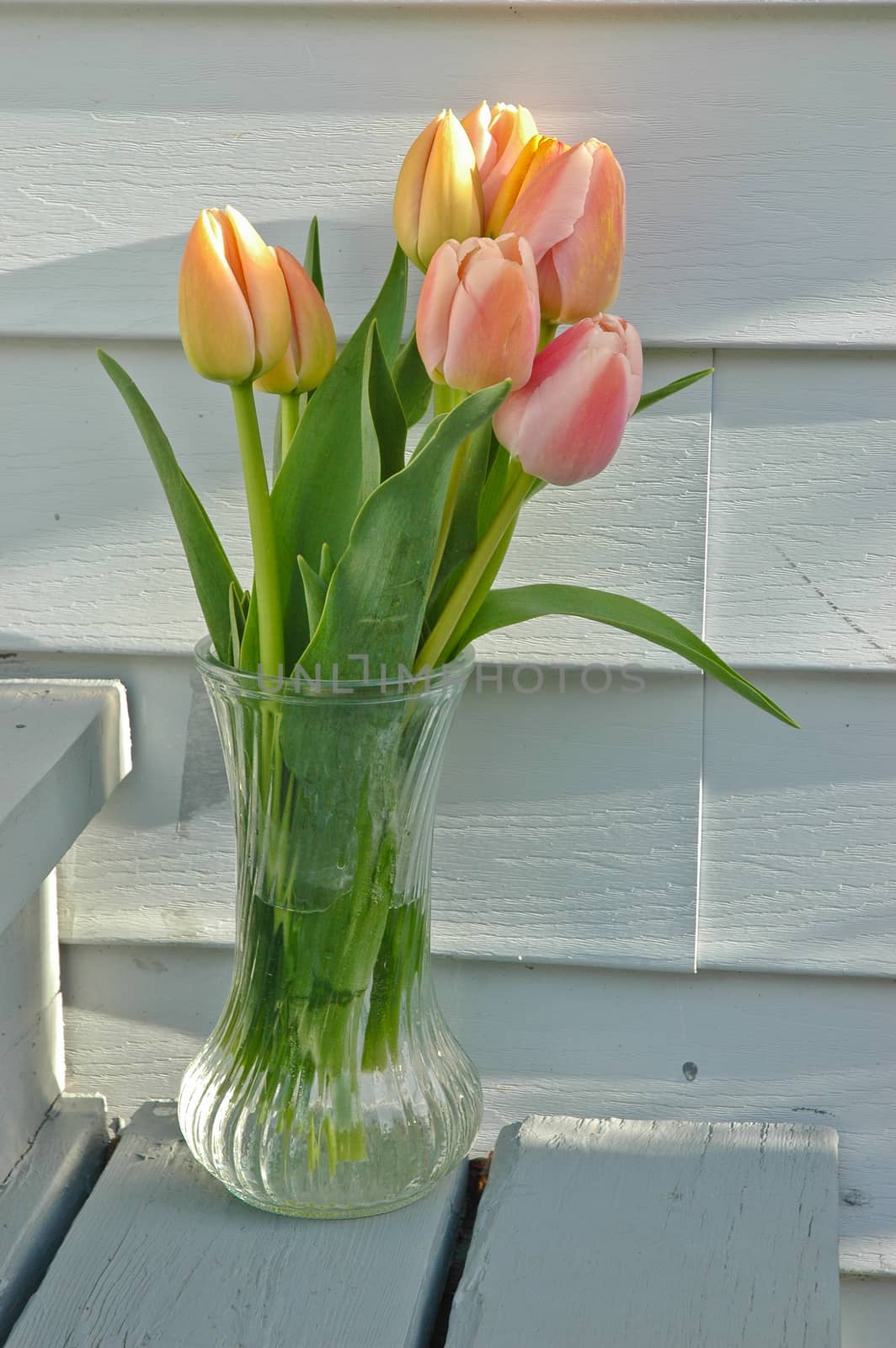 a bunch of pink tulips in a vase by eyeofpaul