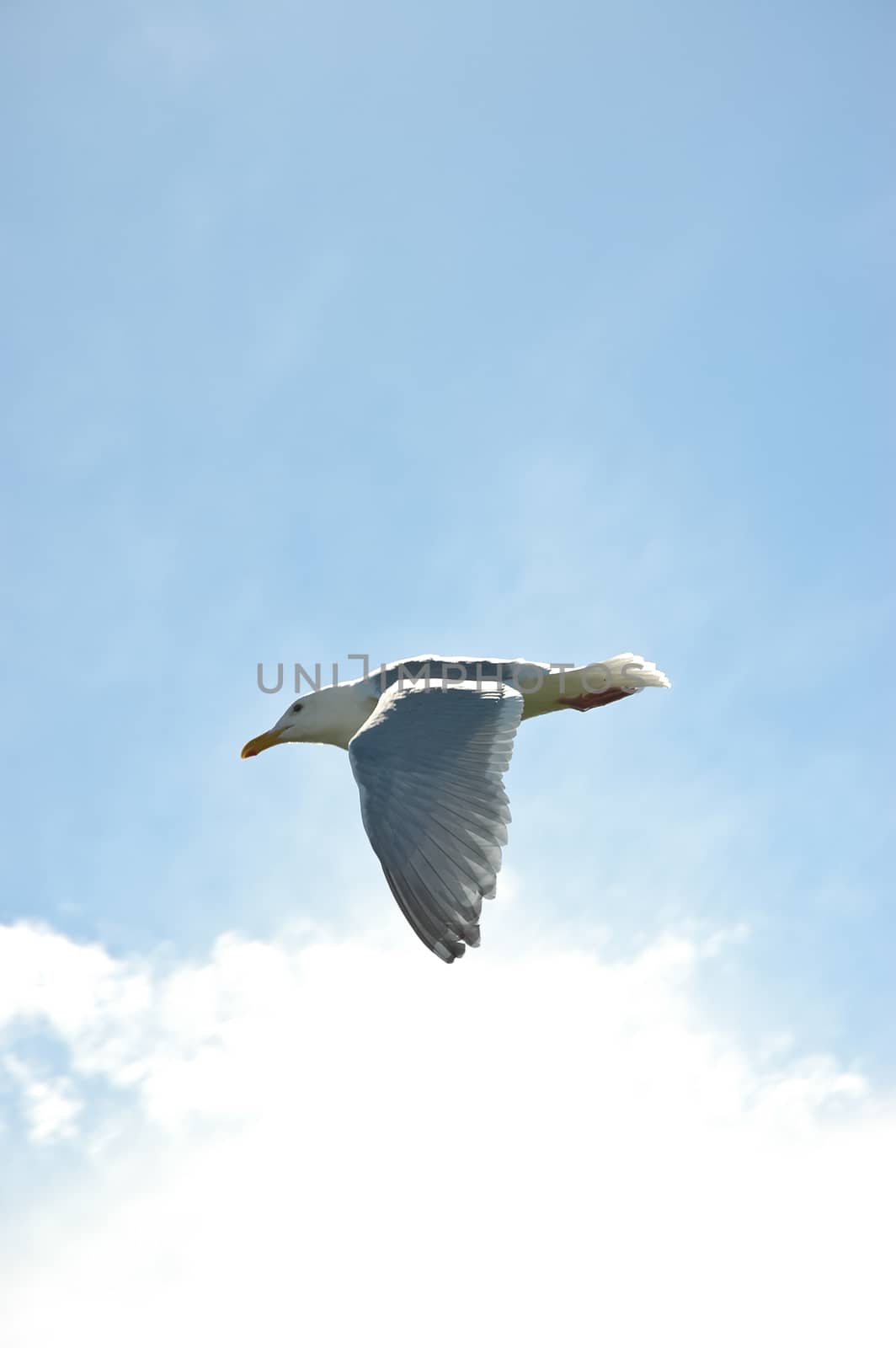 Seagull flying over blue sky by eyeofpaul