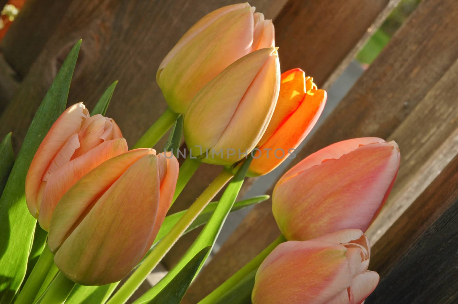 a bunch of pink tulips and wooden door