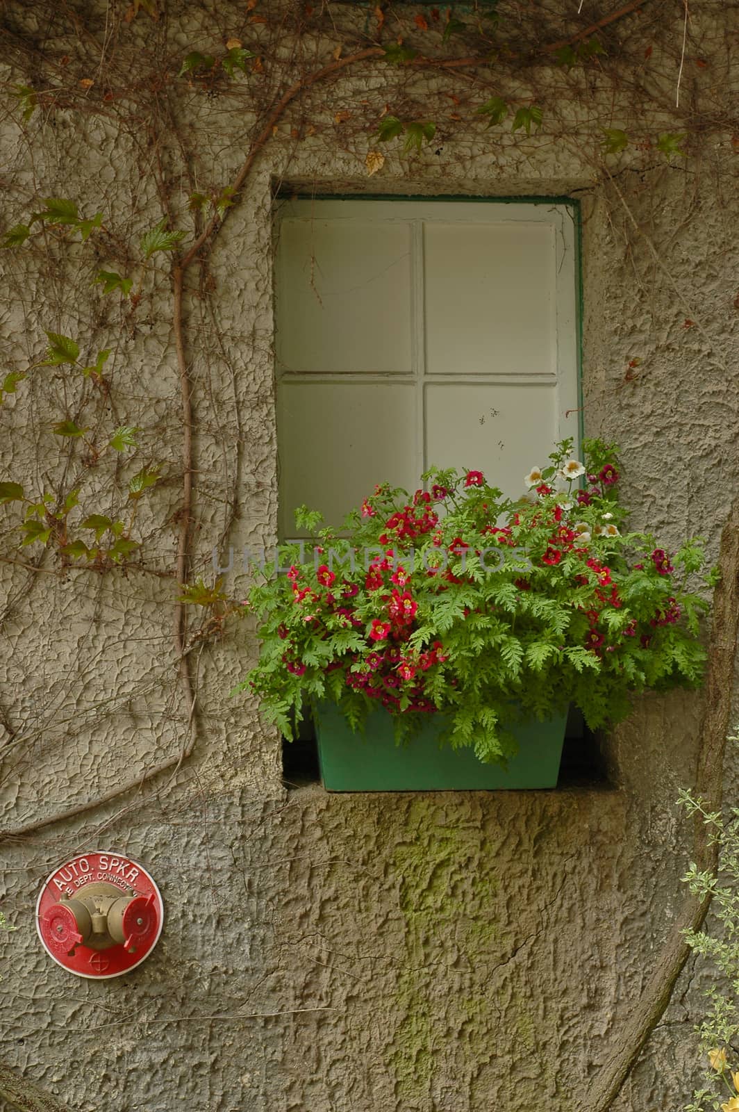 Cozy vintage Italian cottage window with flowers blooming