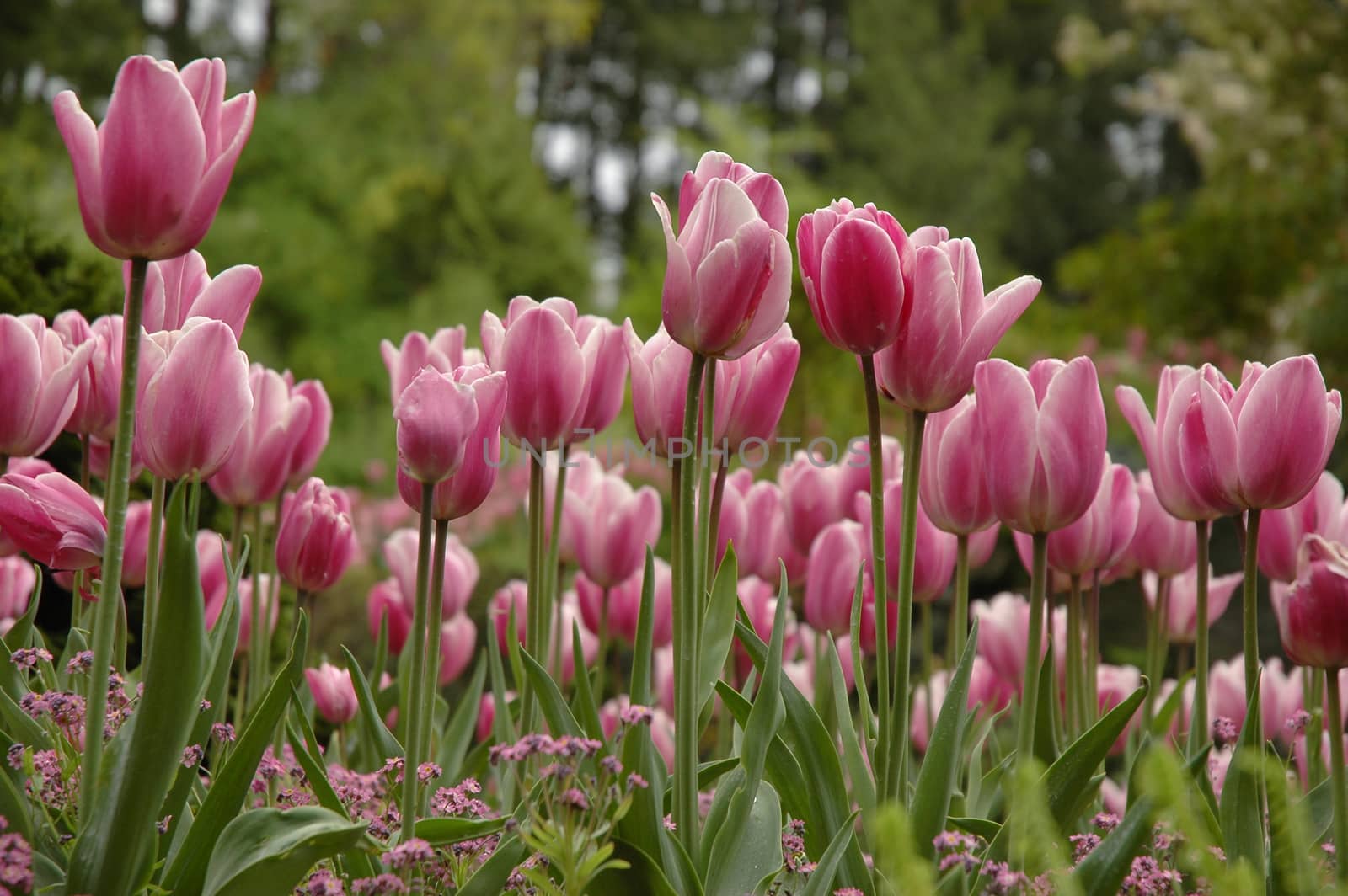 field of pink tulips by eyeofpaul