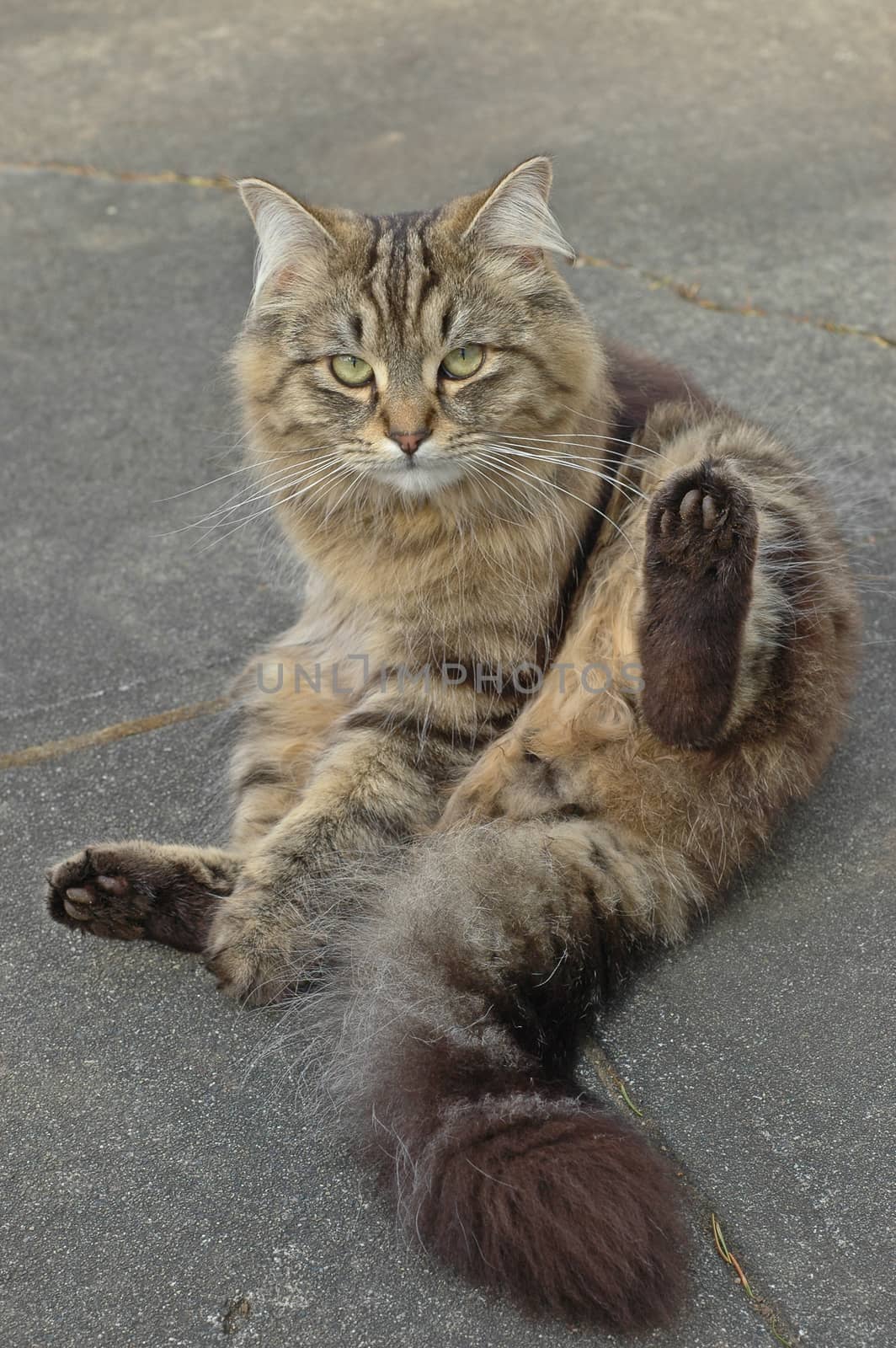 adorable British long hair cat sitting by eyeofpaul