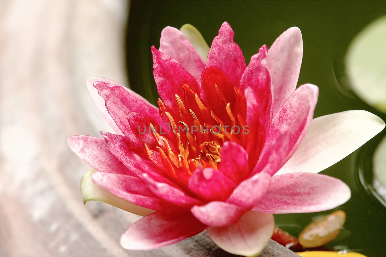 Asian pink lotus blooming