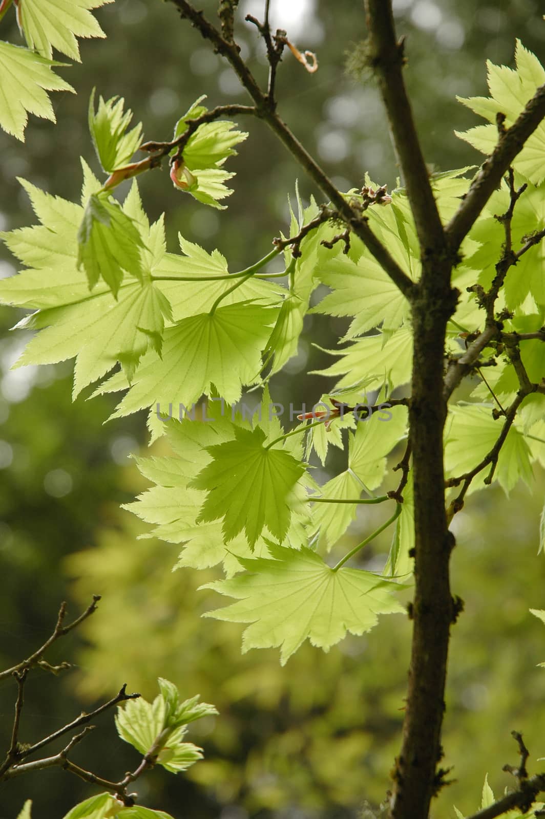 green maples in rainy day by eyeofpaul