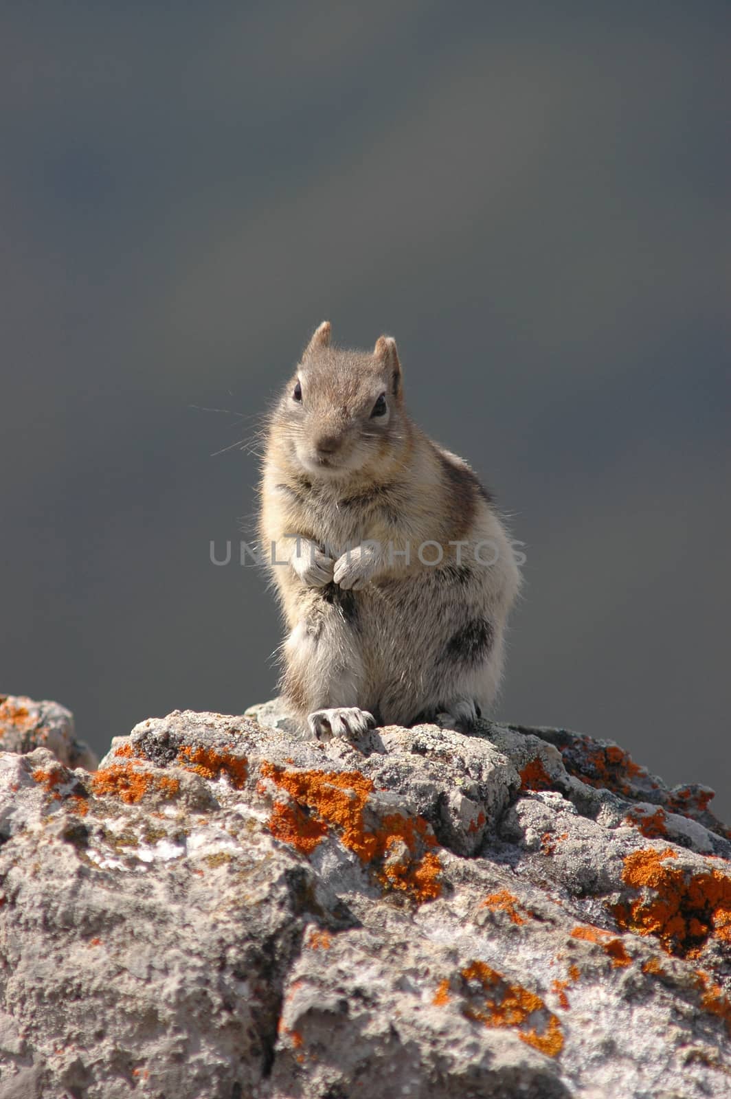 chipmunk stands by eyeofpaul