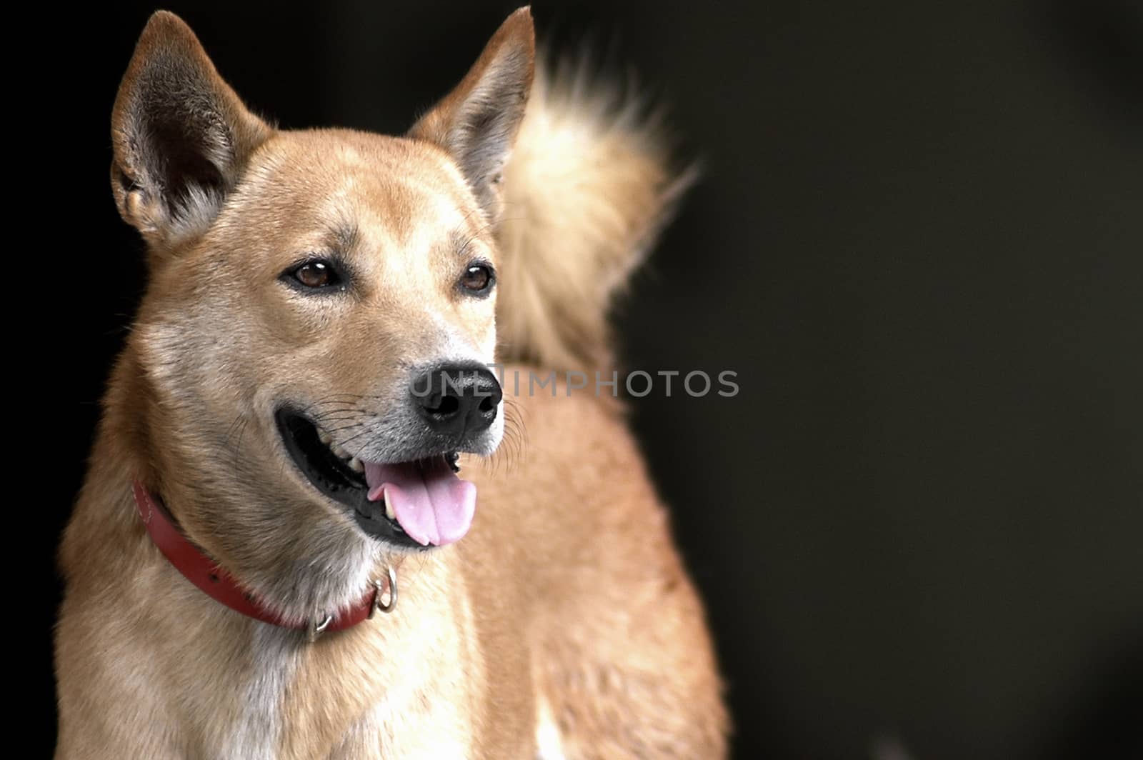 Thai brown dog with red collar by eyeofpaul