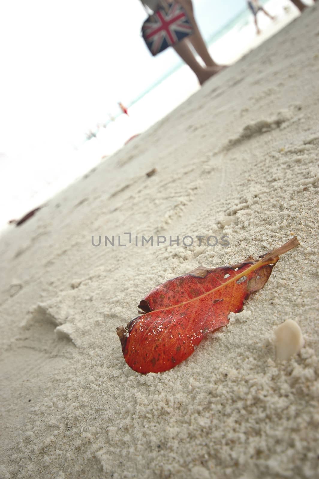 red leaf on white sand beach by eyeofpaul