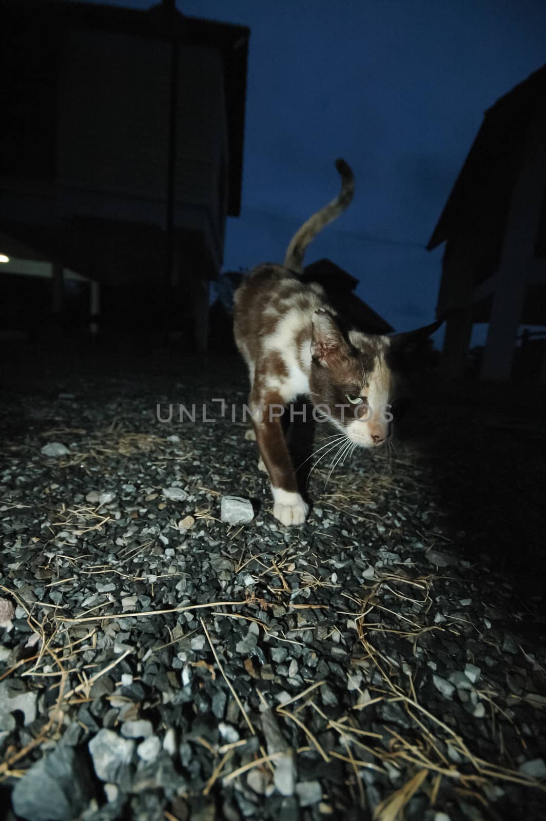 mysterious cat walks at night
