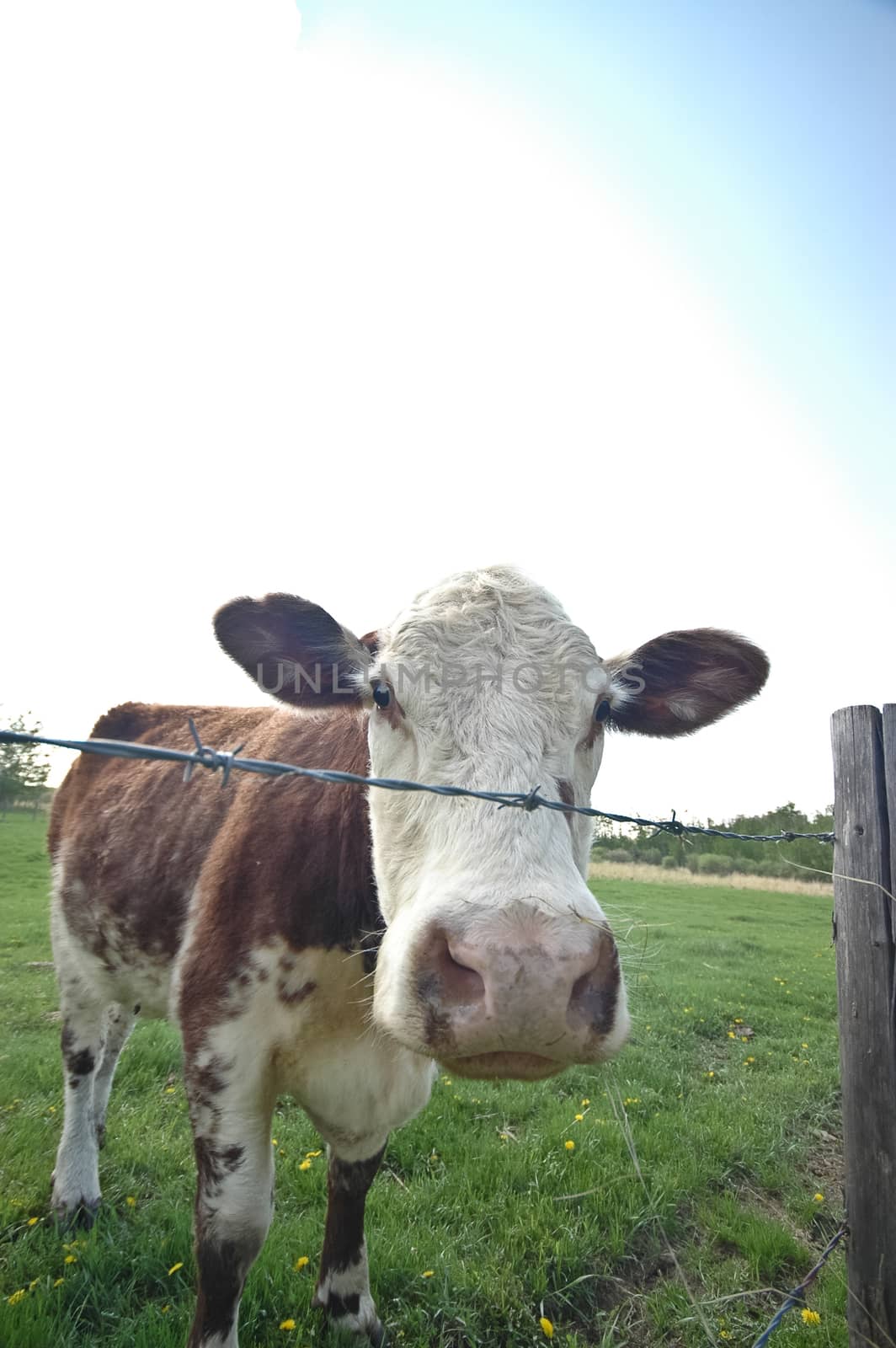 cow on a green lawn