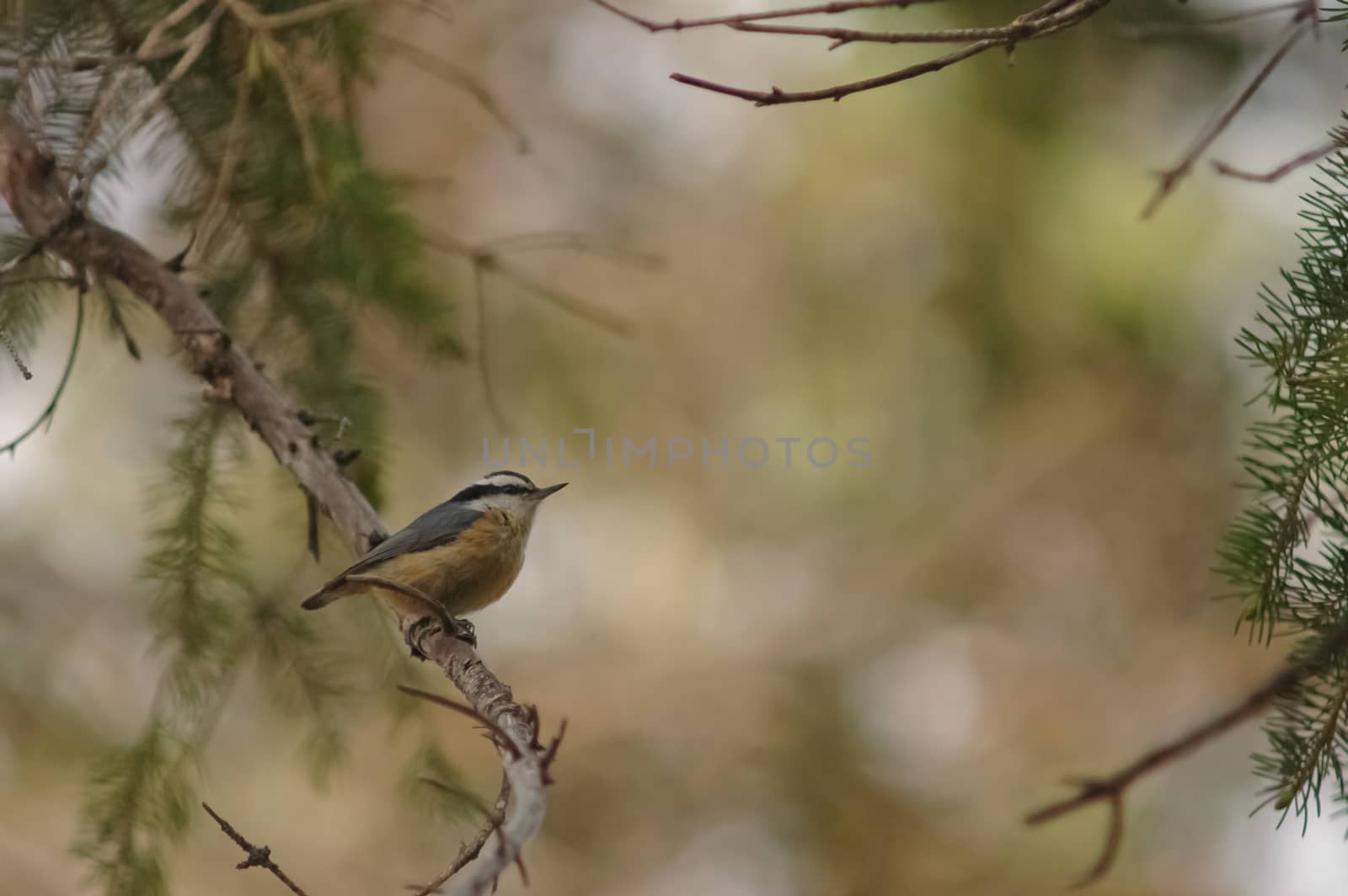 small brown bird in a forest by eyeofpaul