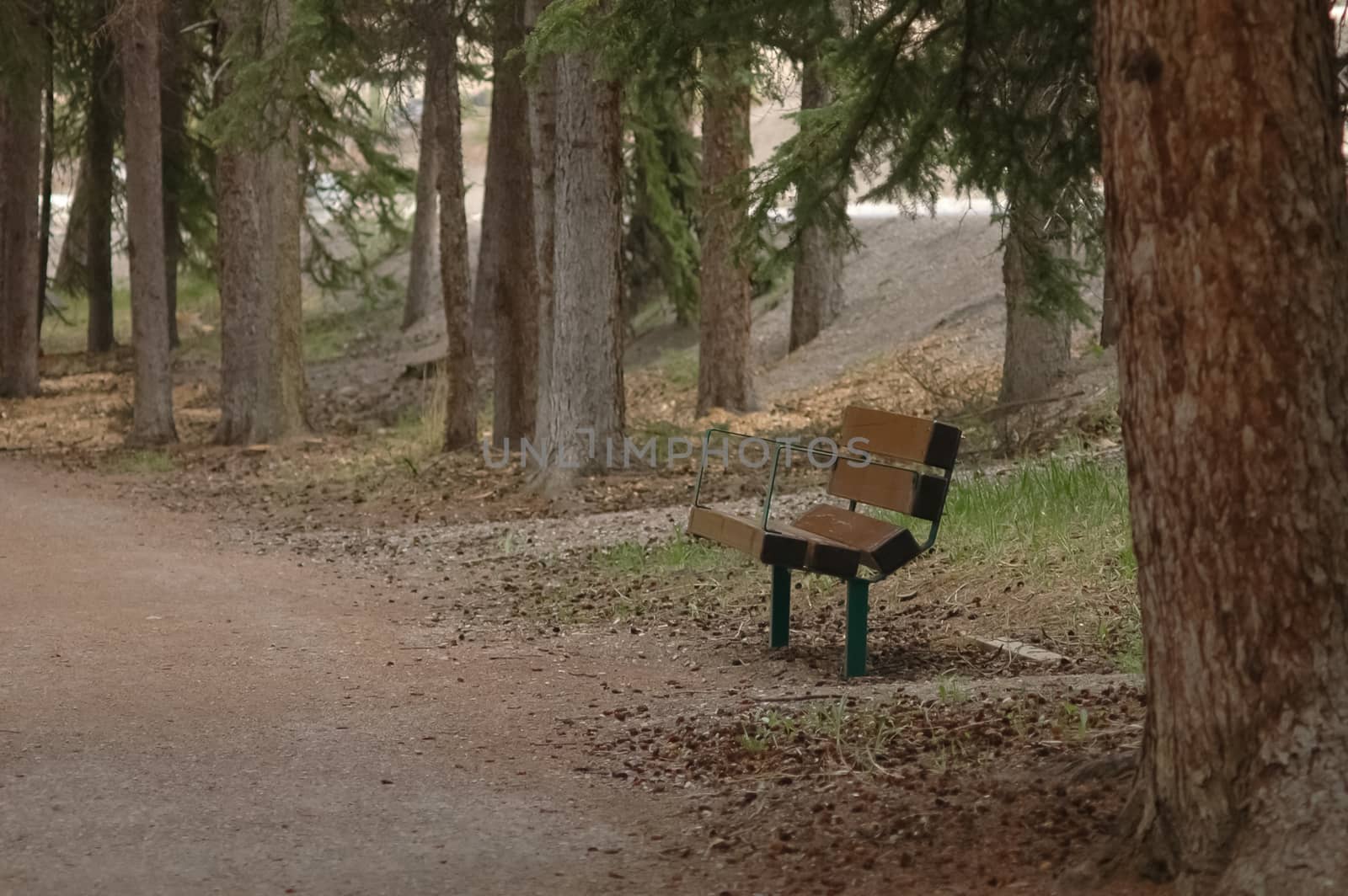 a lonely chair in autumn forest by eyeofpaul