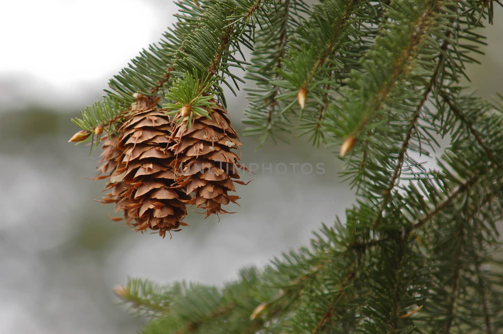 pine cone in a forest