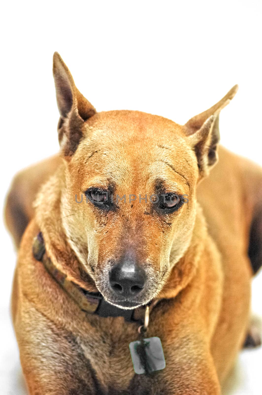 Yellow brown Thai domestic dog sits and looks into your eyes isolated on white background by eyeofpaul