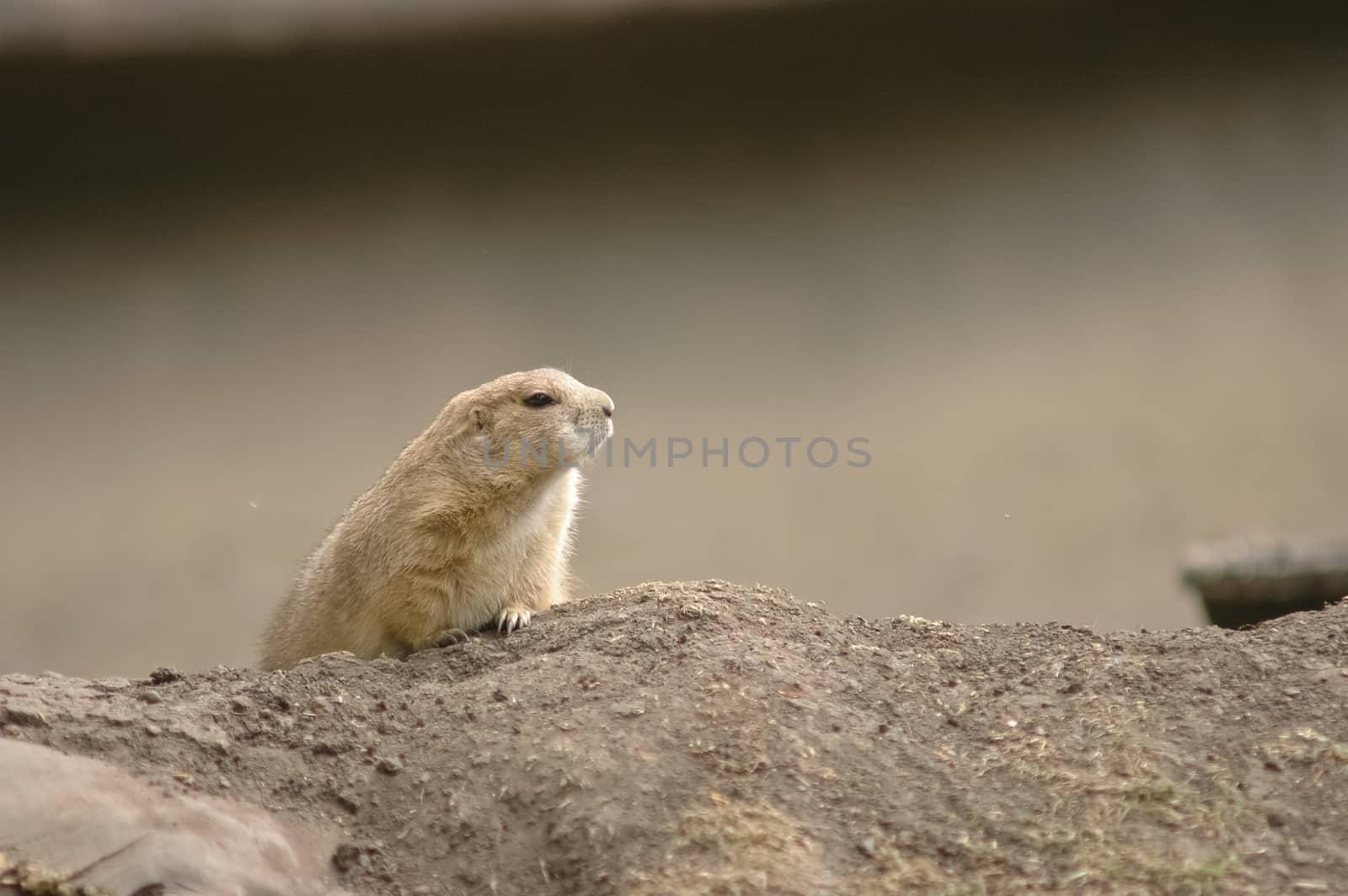 brown chipmunk by eyeofpaul