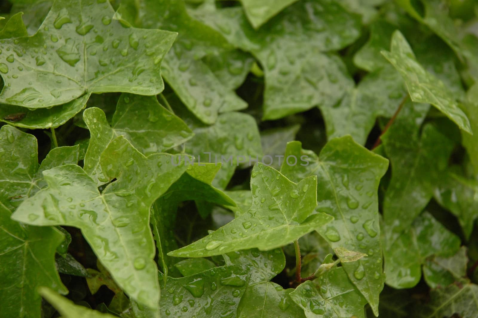 green plants after raining