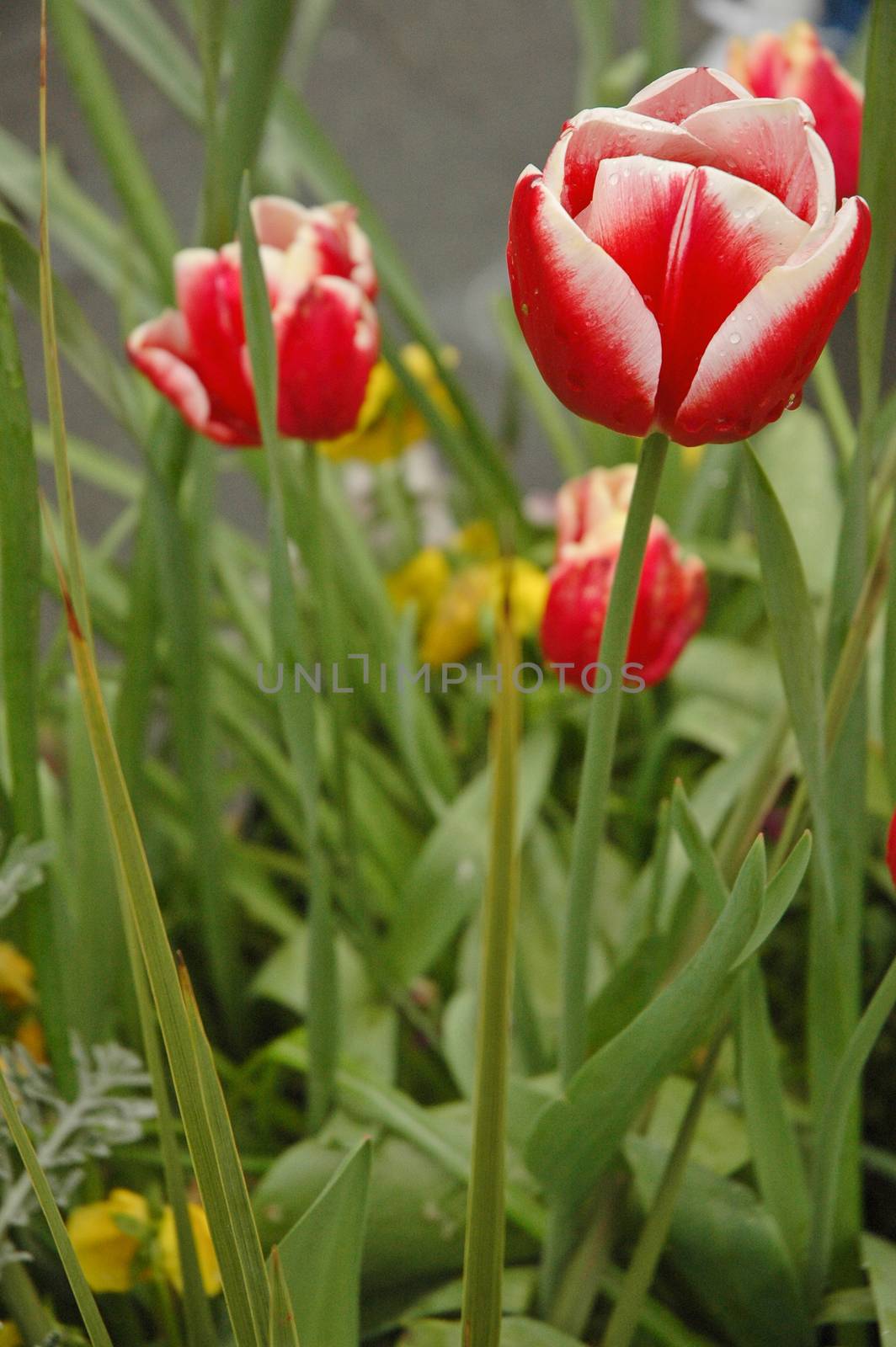 3 red tulips blooming in summer