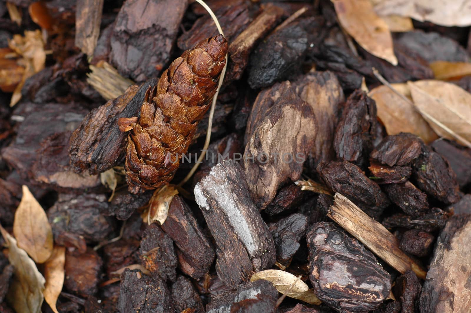 Pine in a deep forest