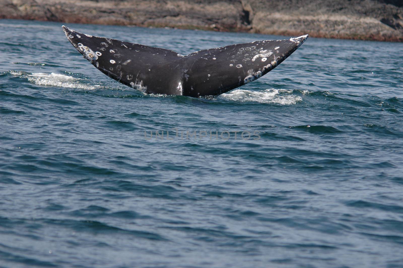 flipper of humpback whale