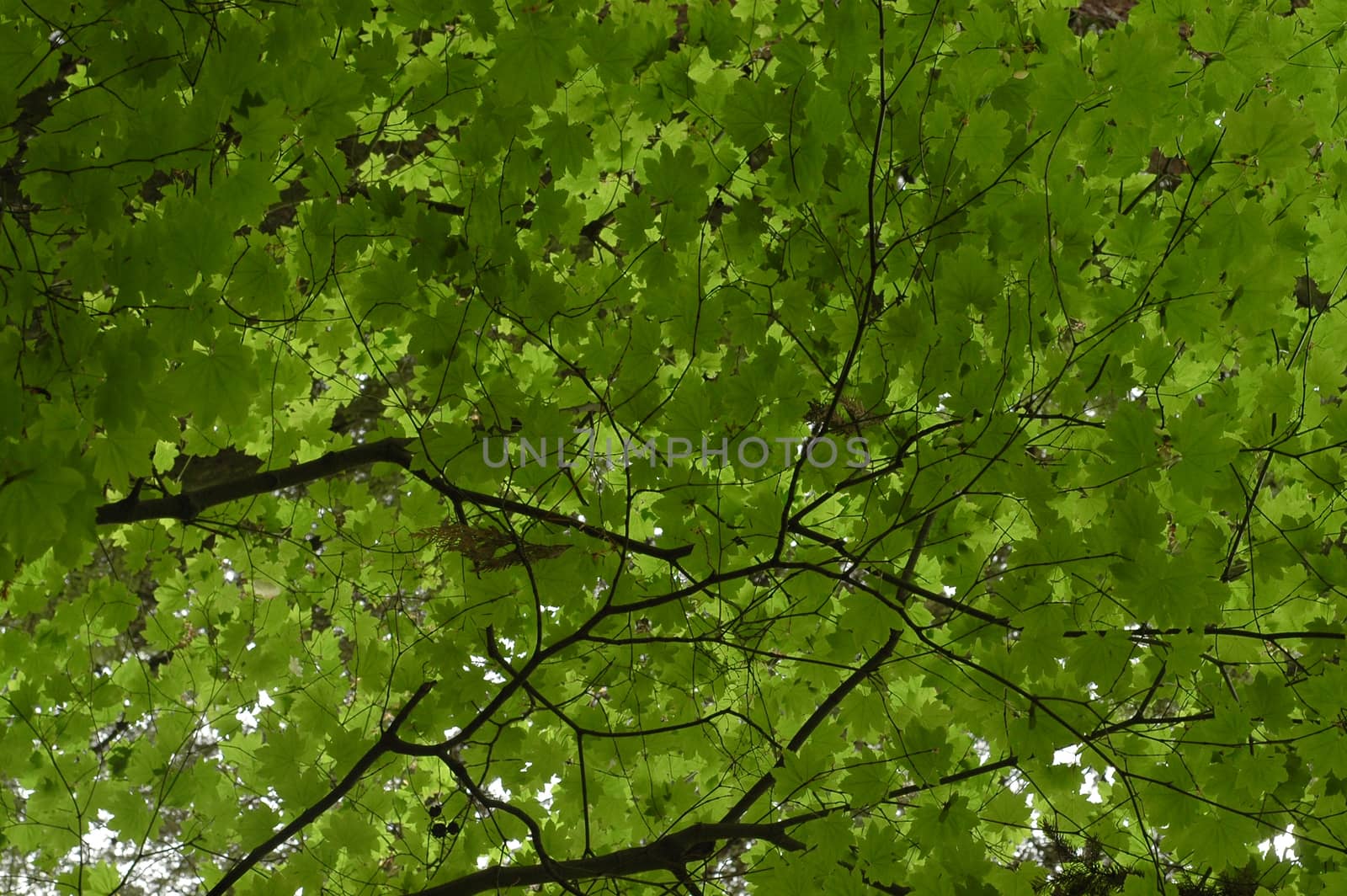 early autumn maple