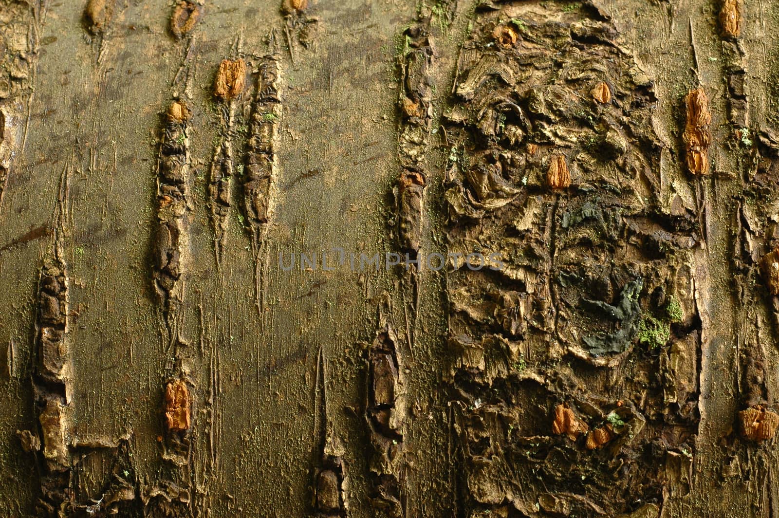 Old oak bark with moss in deep forest