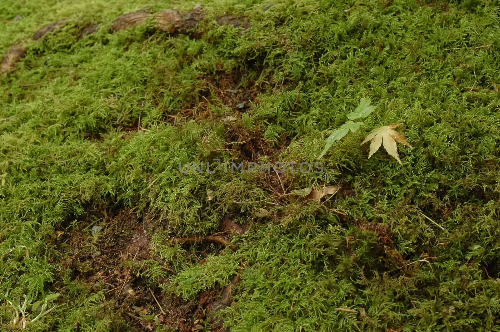 maple leaf on mossy grass by eyeofpaul