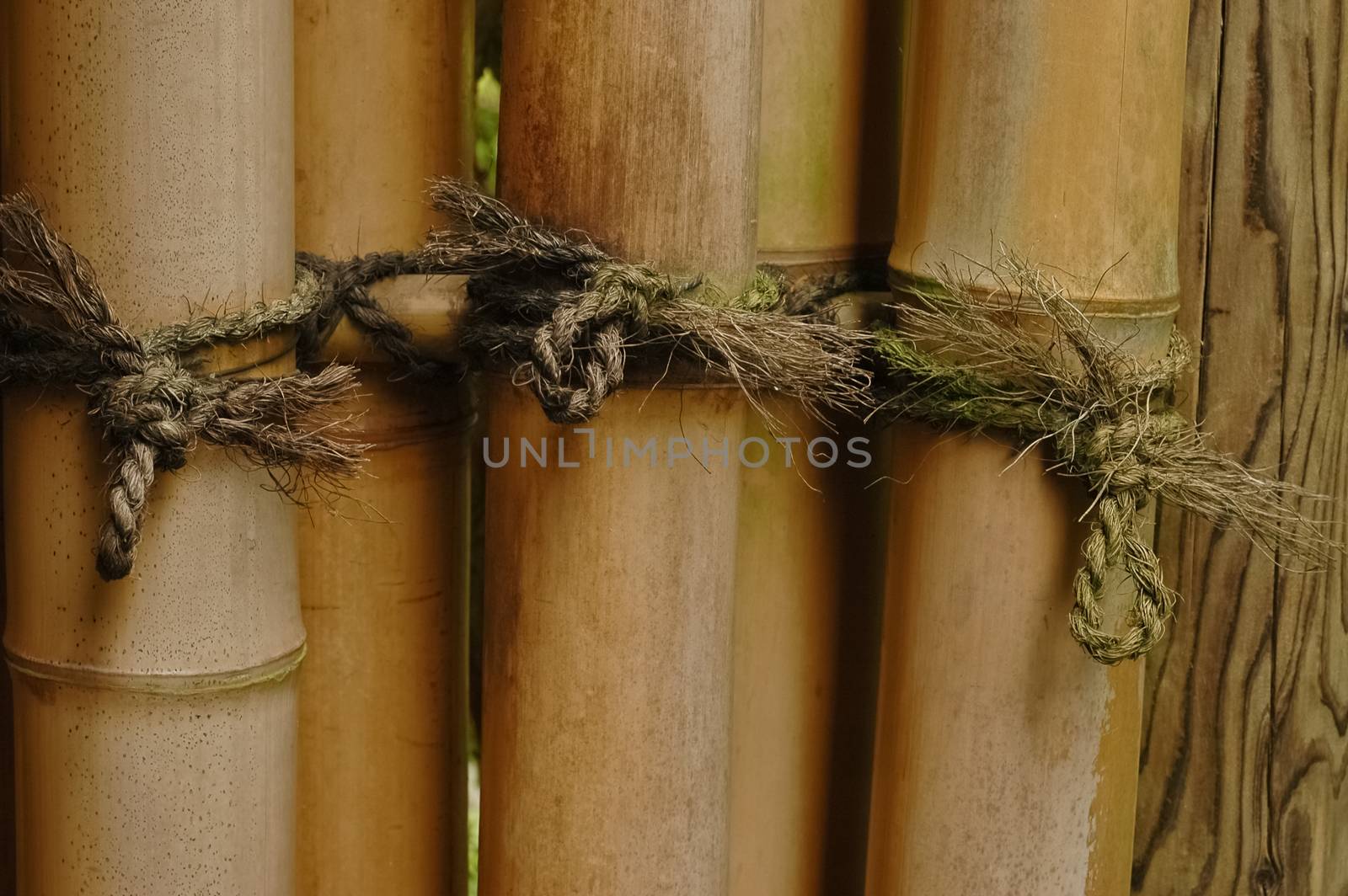 tight knot on bamboo by eyeofpaul