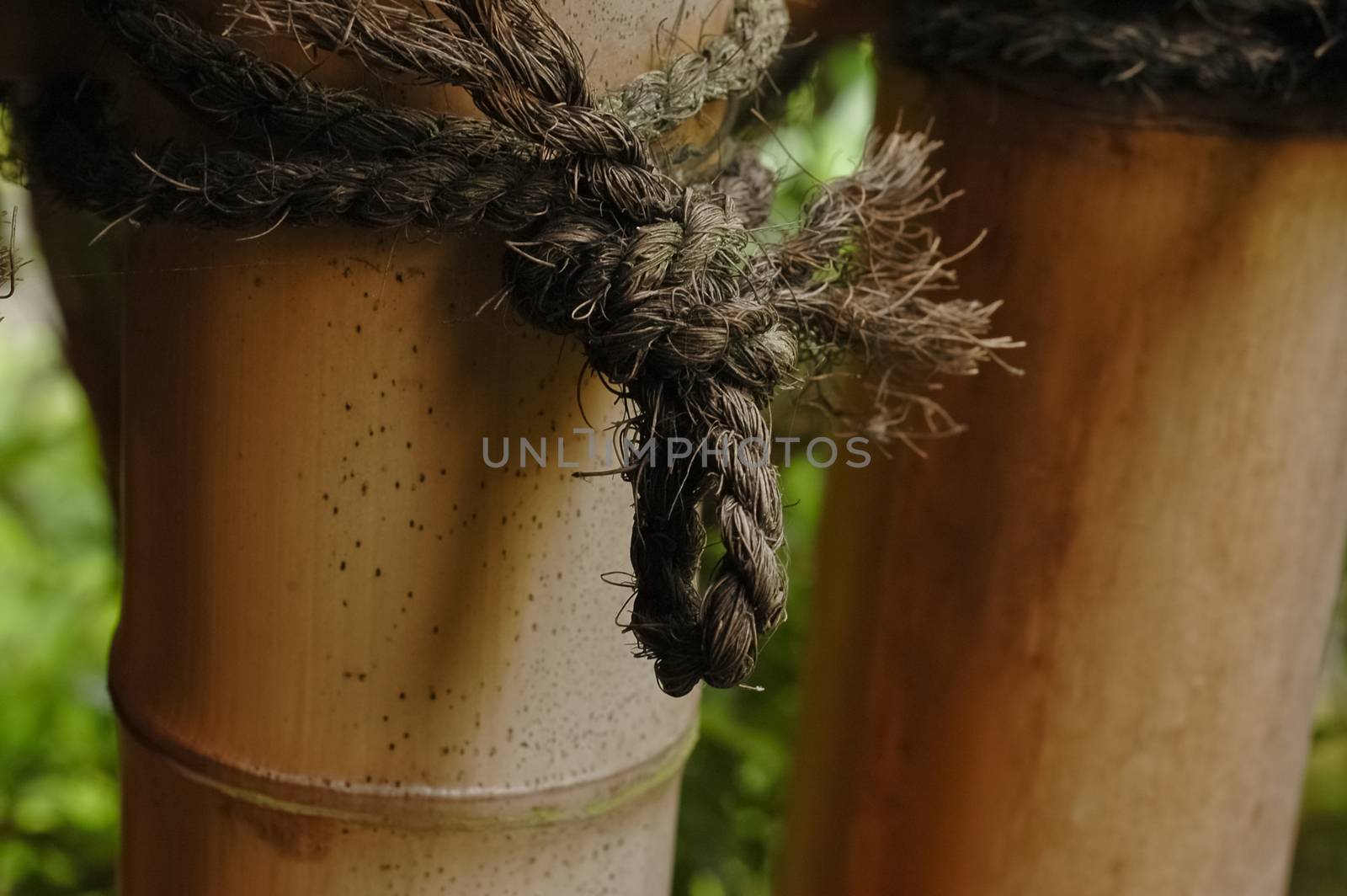 tight knot on bamboo by eyeofpaul