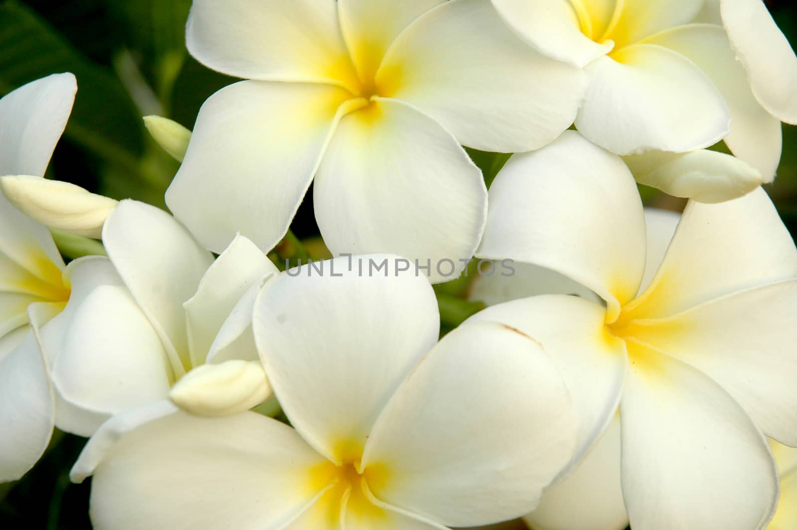 White petals of frangipani plumeria by eyeofpaul