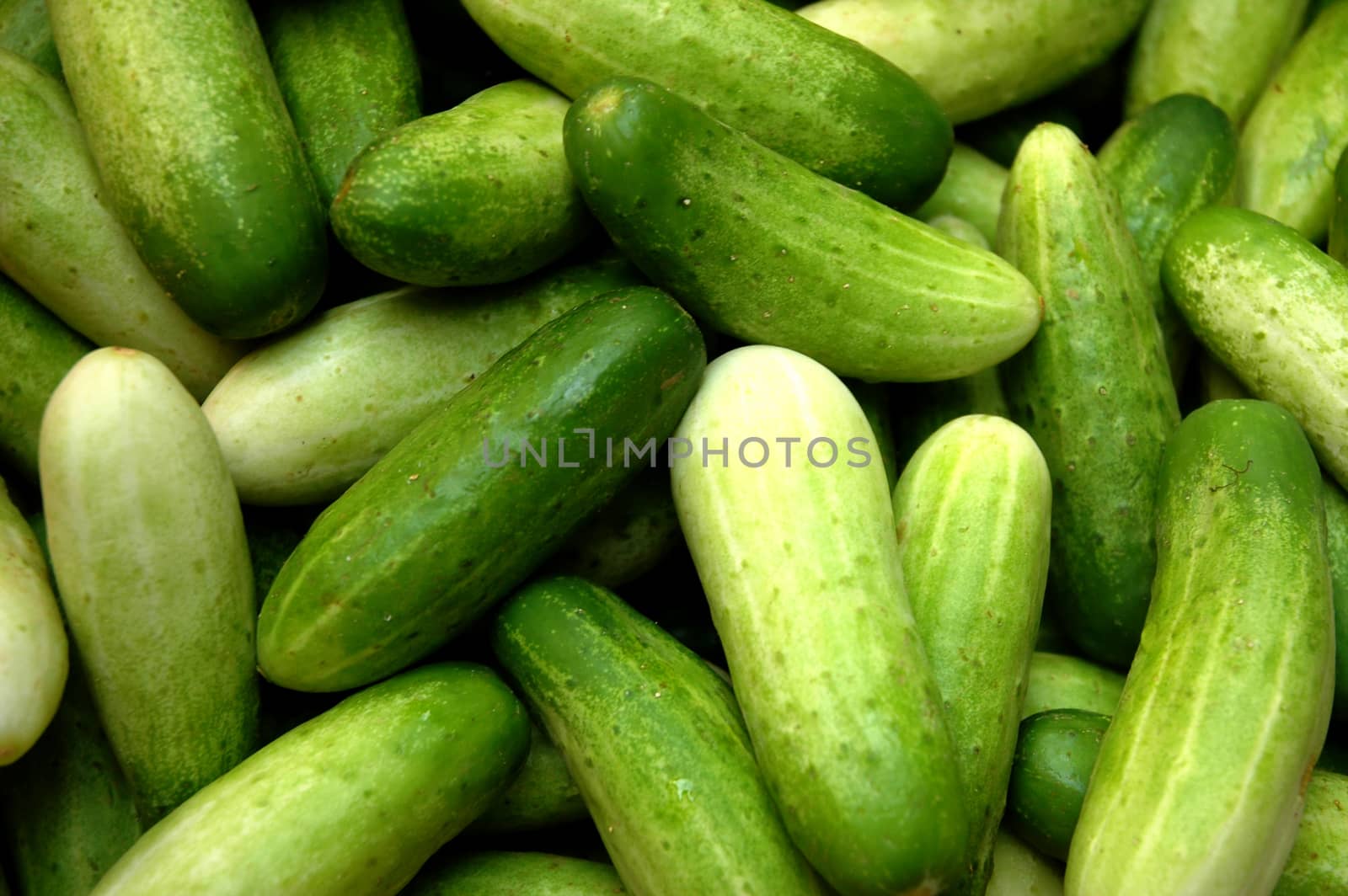 Thai green native cucumbers