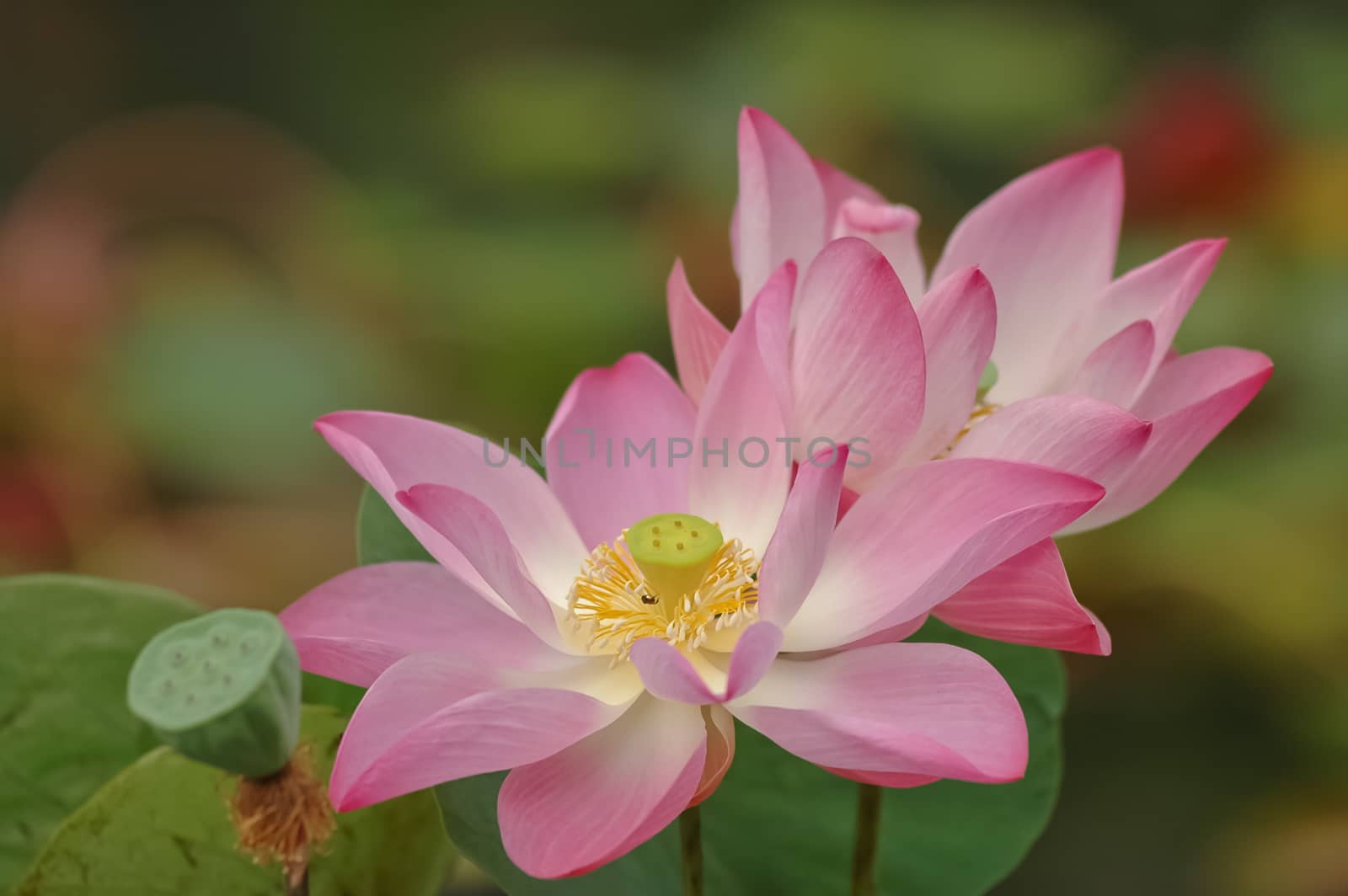 pink lotus is blooming