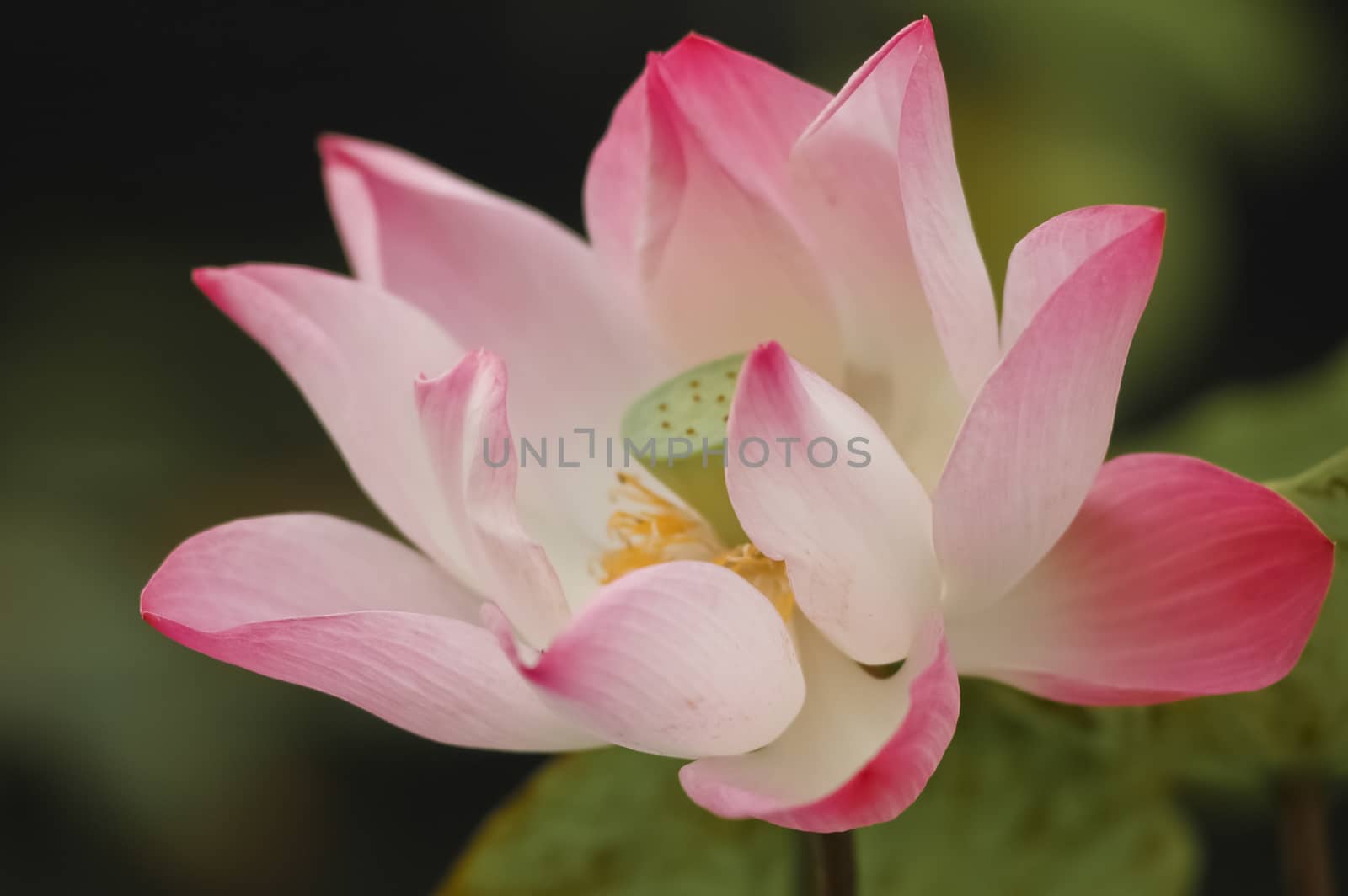 bloom pink lotus