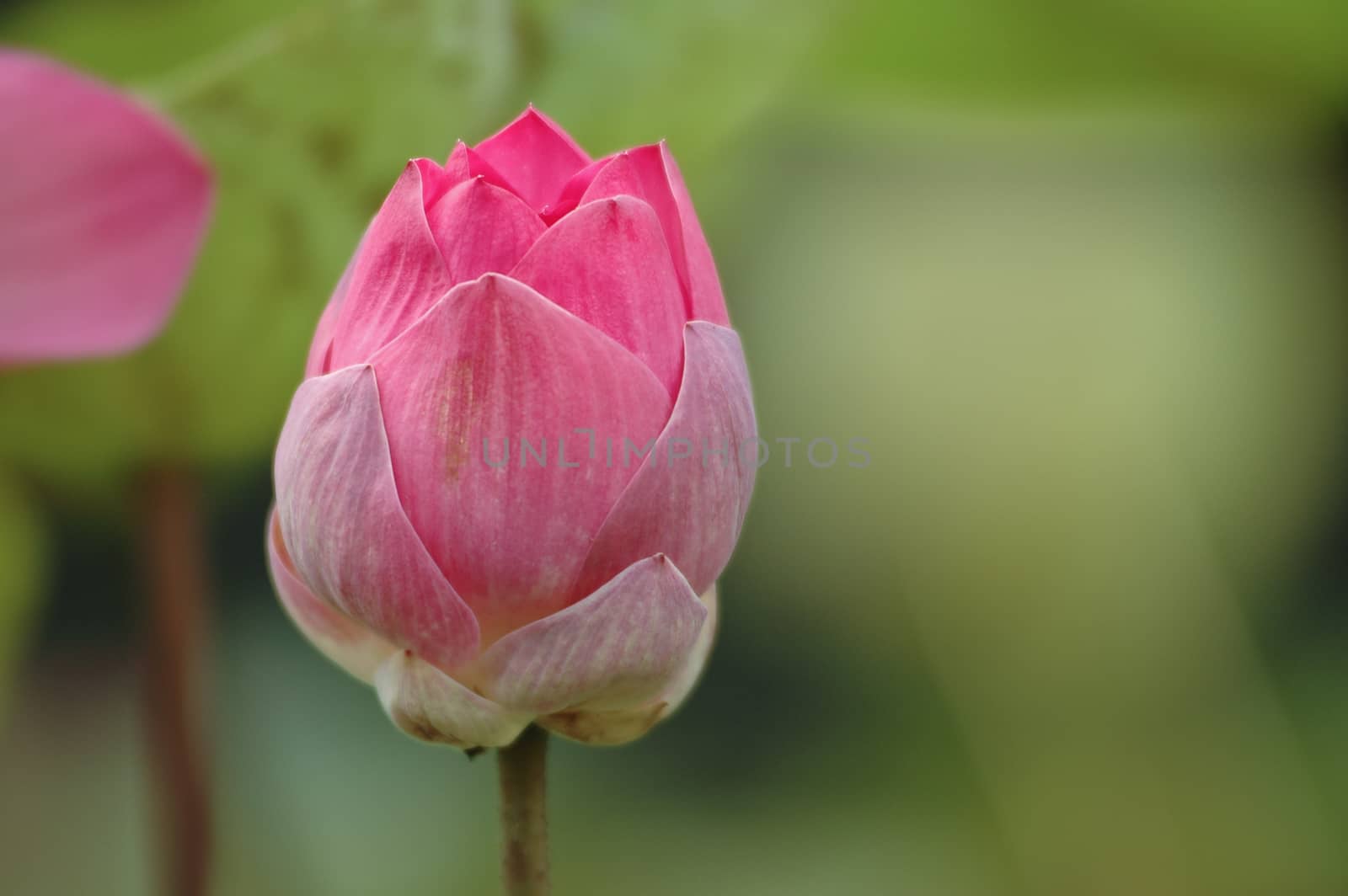 close up of pink lotus bud