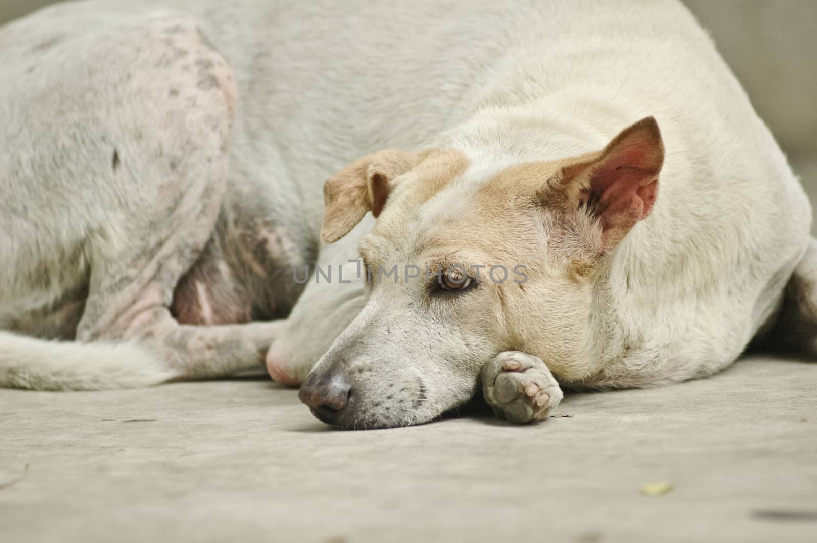 sleepy white dog