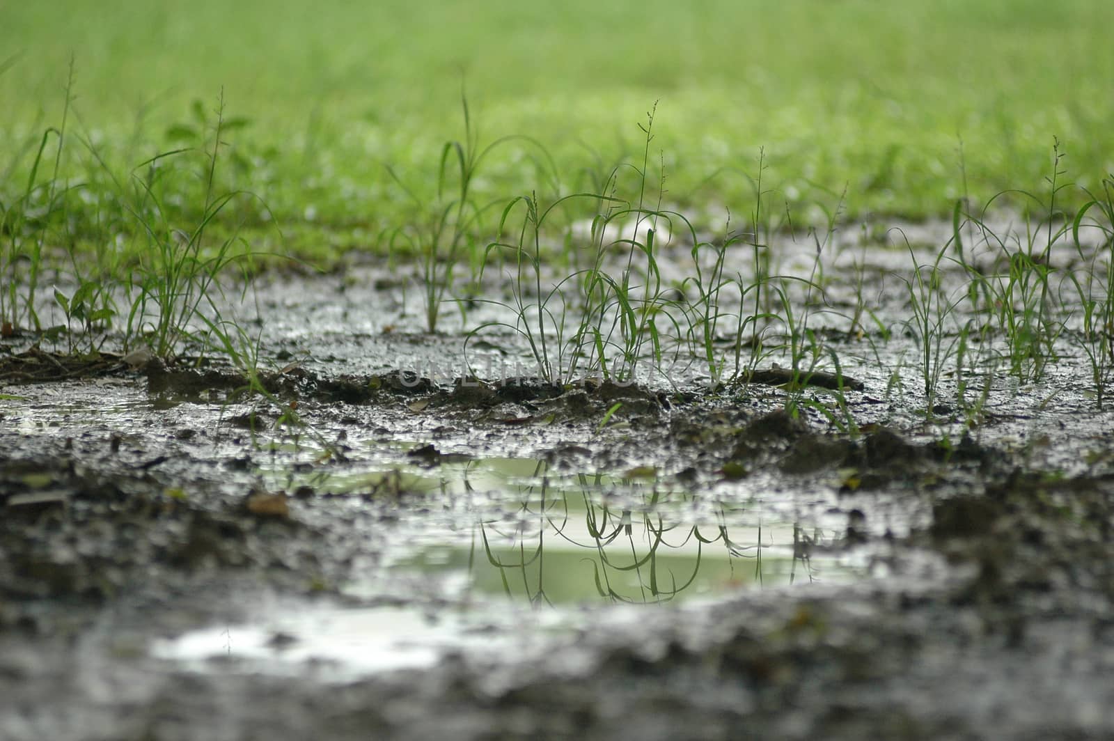 planting new tree in muddy soil by eyeofpaul