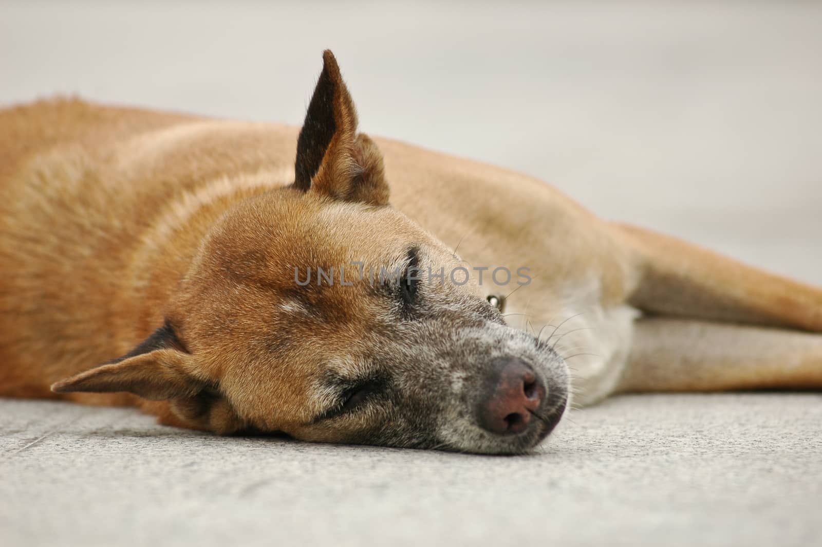 Sleepy Thai dog laying on a ground by eyeofpaul