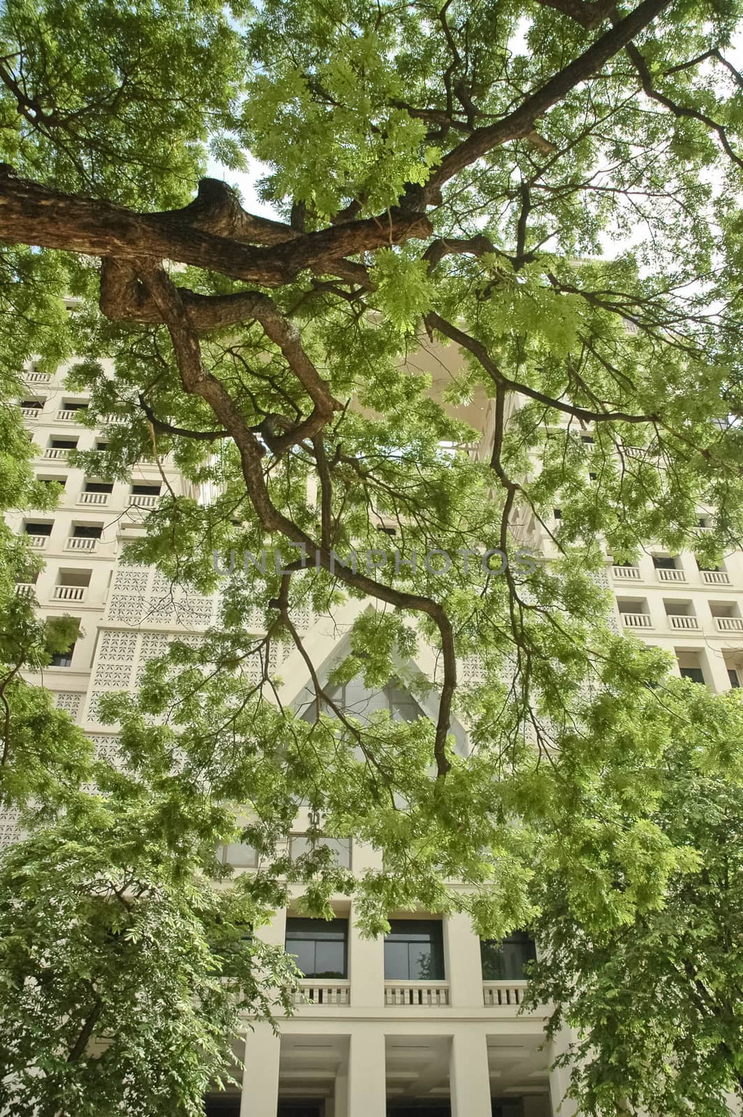 old post-modern building and lush tree