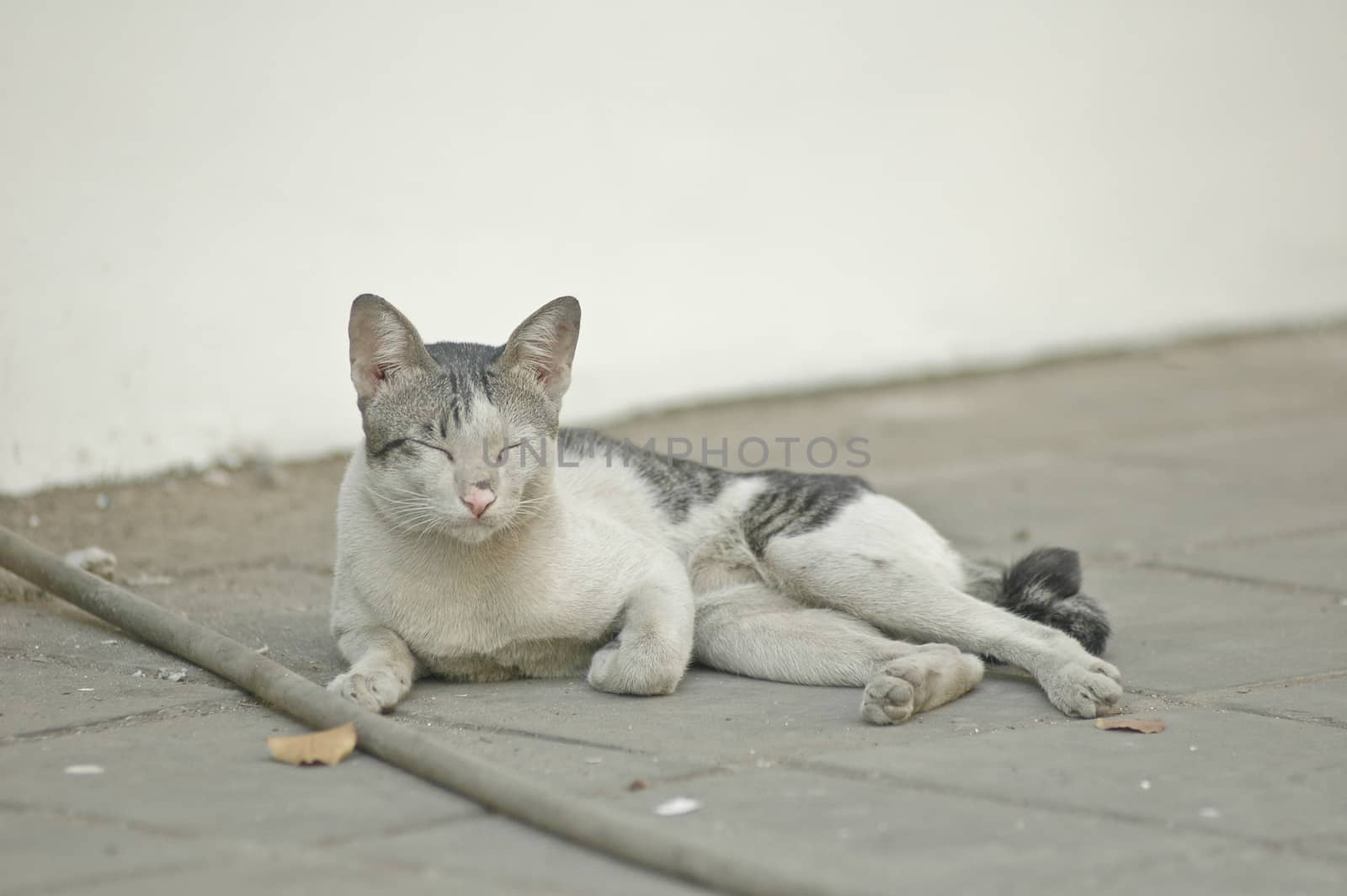 sleepy street cat laying down by eyeofpaul