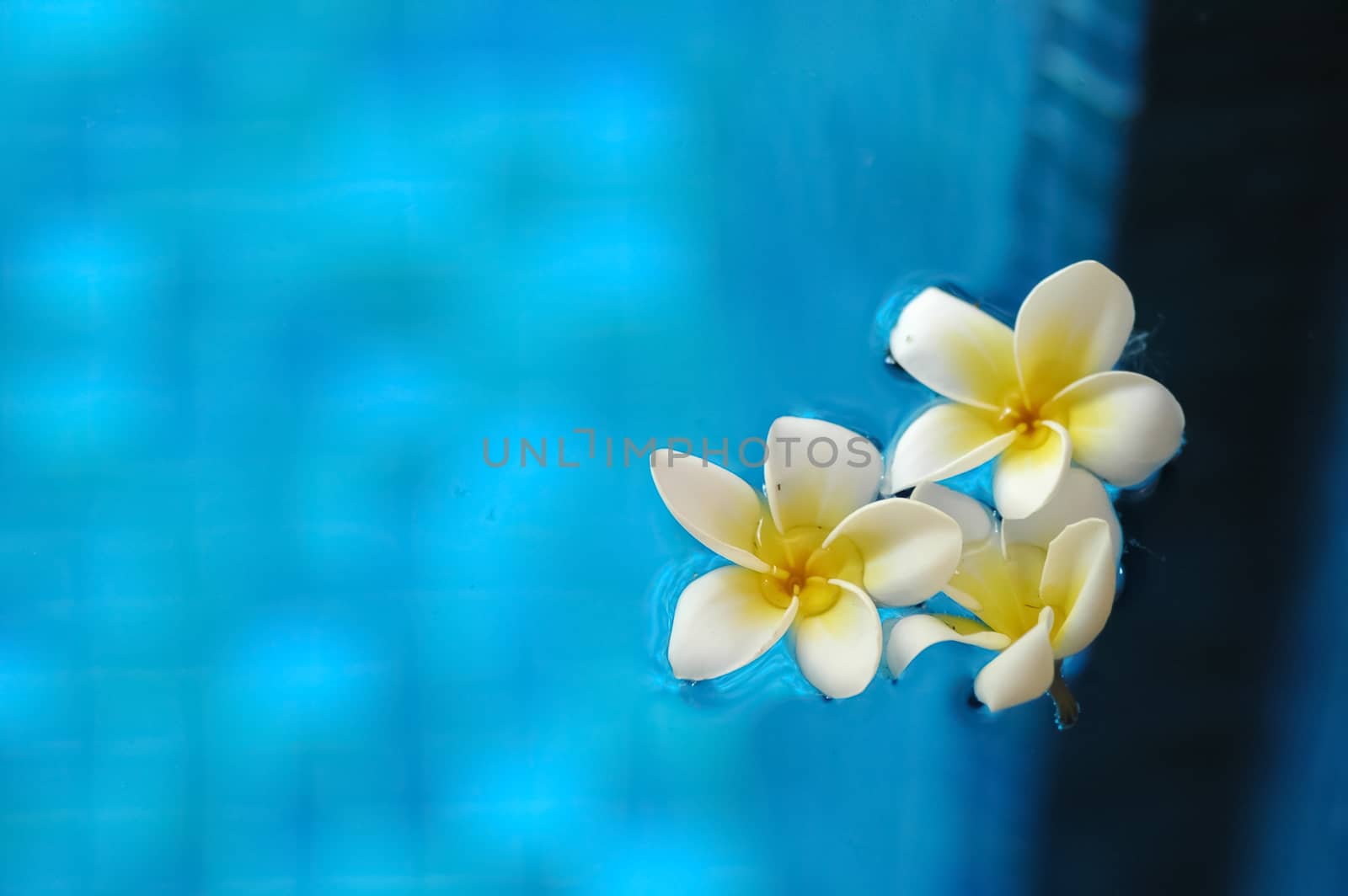 White frangipani plumeria flowers floating on blue water in arom by eyeofpaul